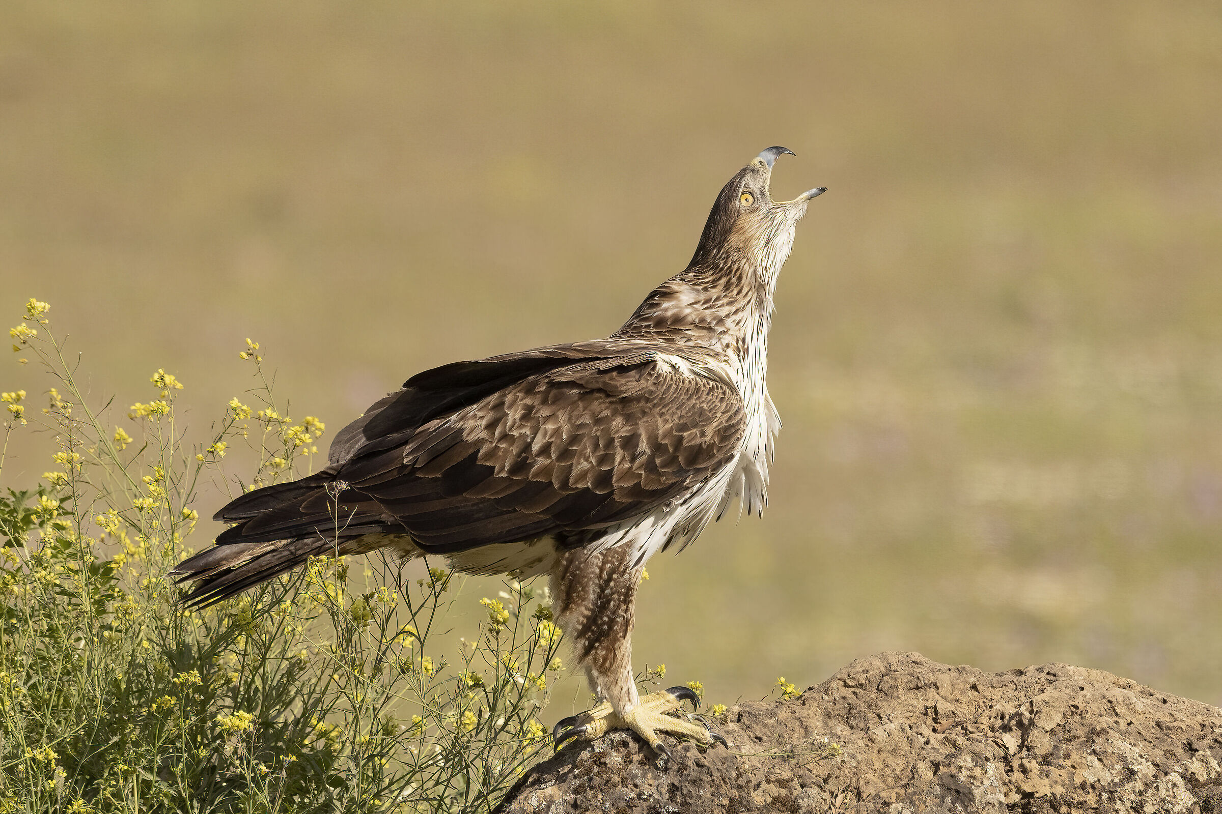 Aquila del bonelli
