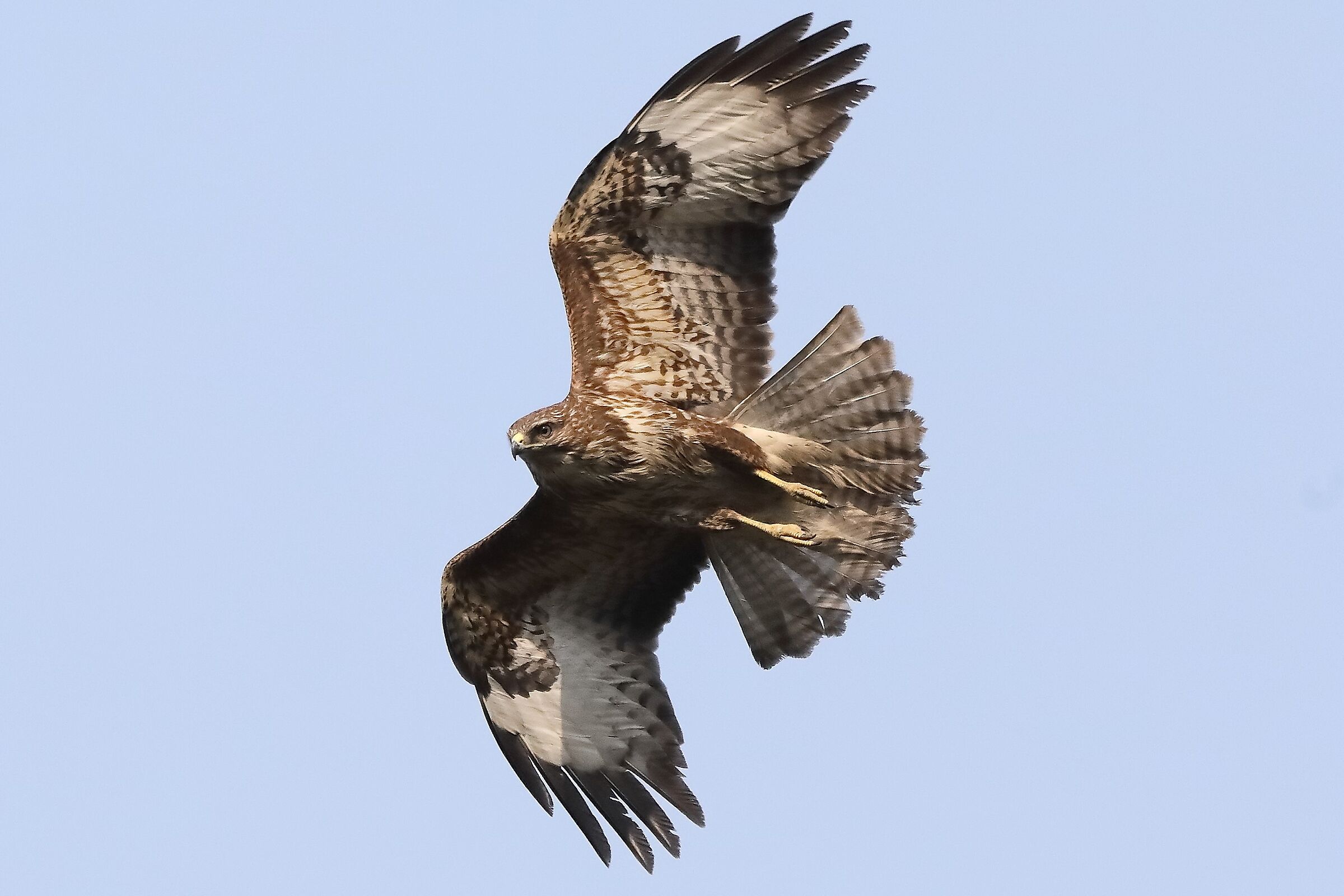 Buzzard 27-03-2022 153