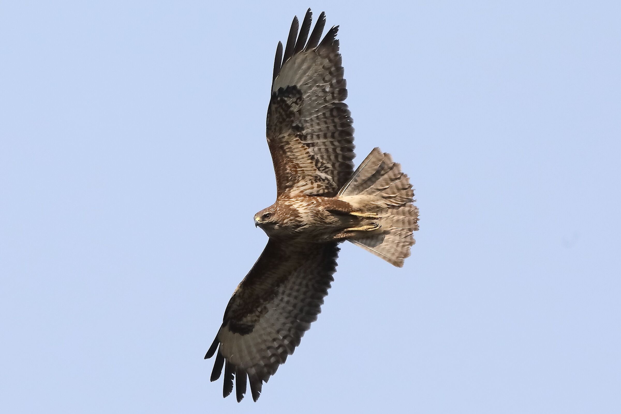 Buzzard 27-03-2022 154