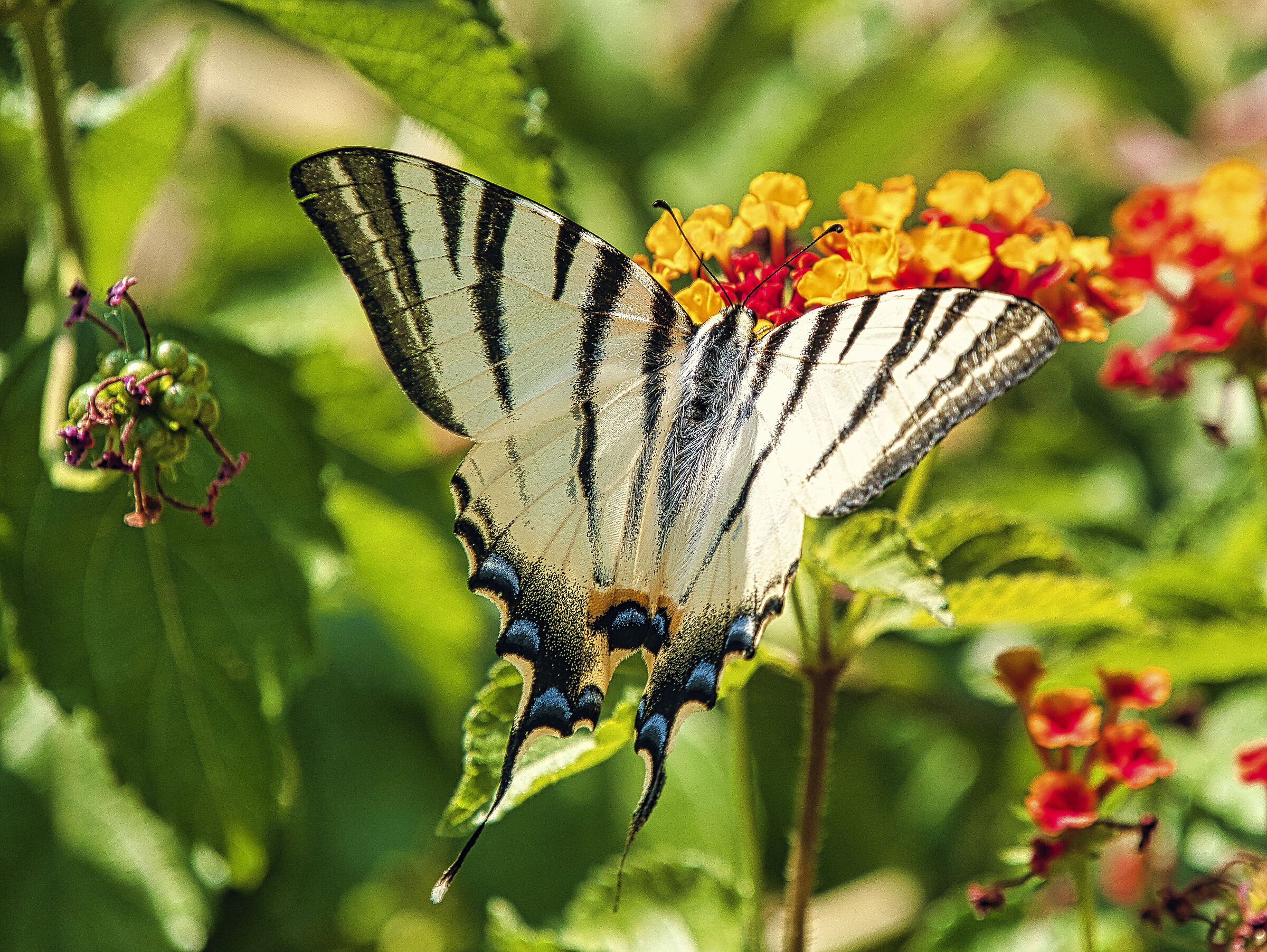 farfalla
