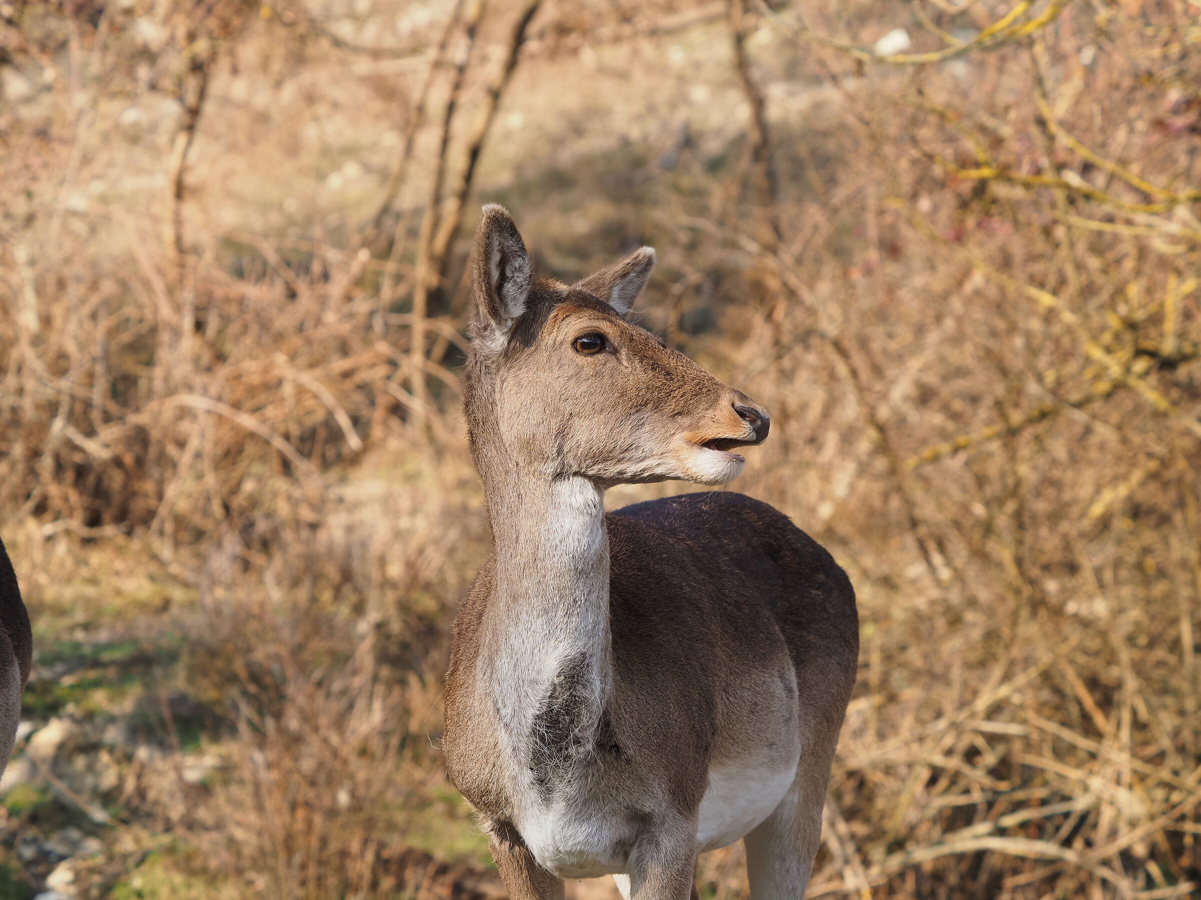 Female fallow Deer