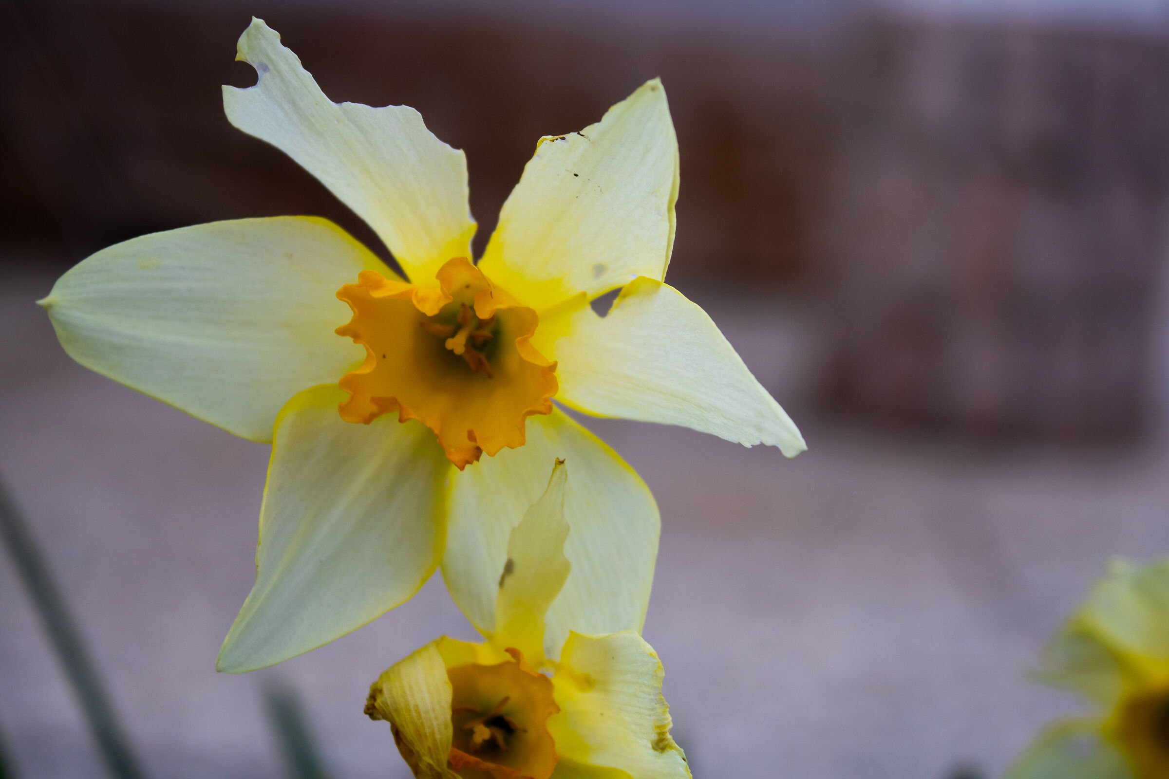 Flower in the garden