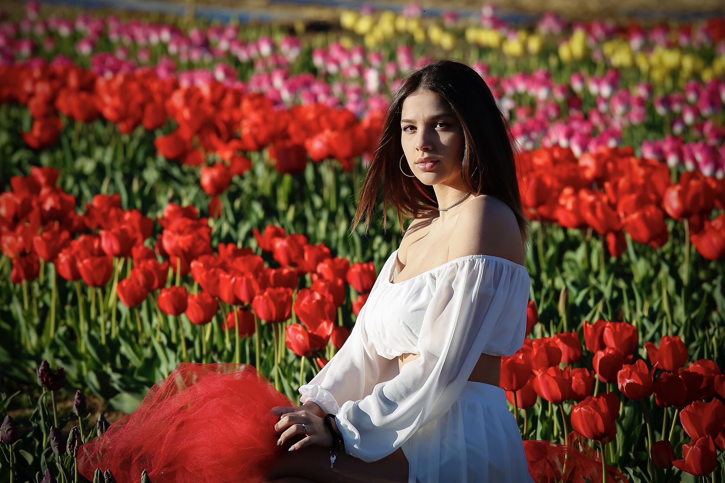 Iris,un fiore fra i tulipani