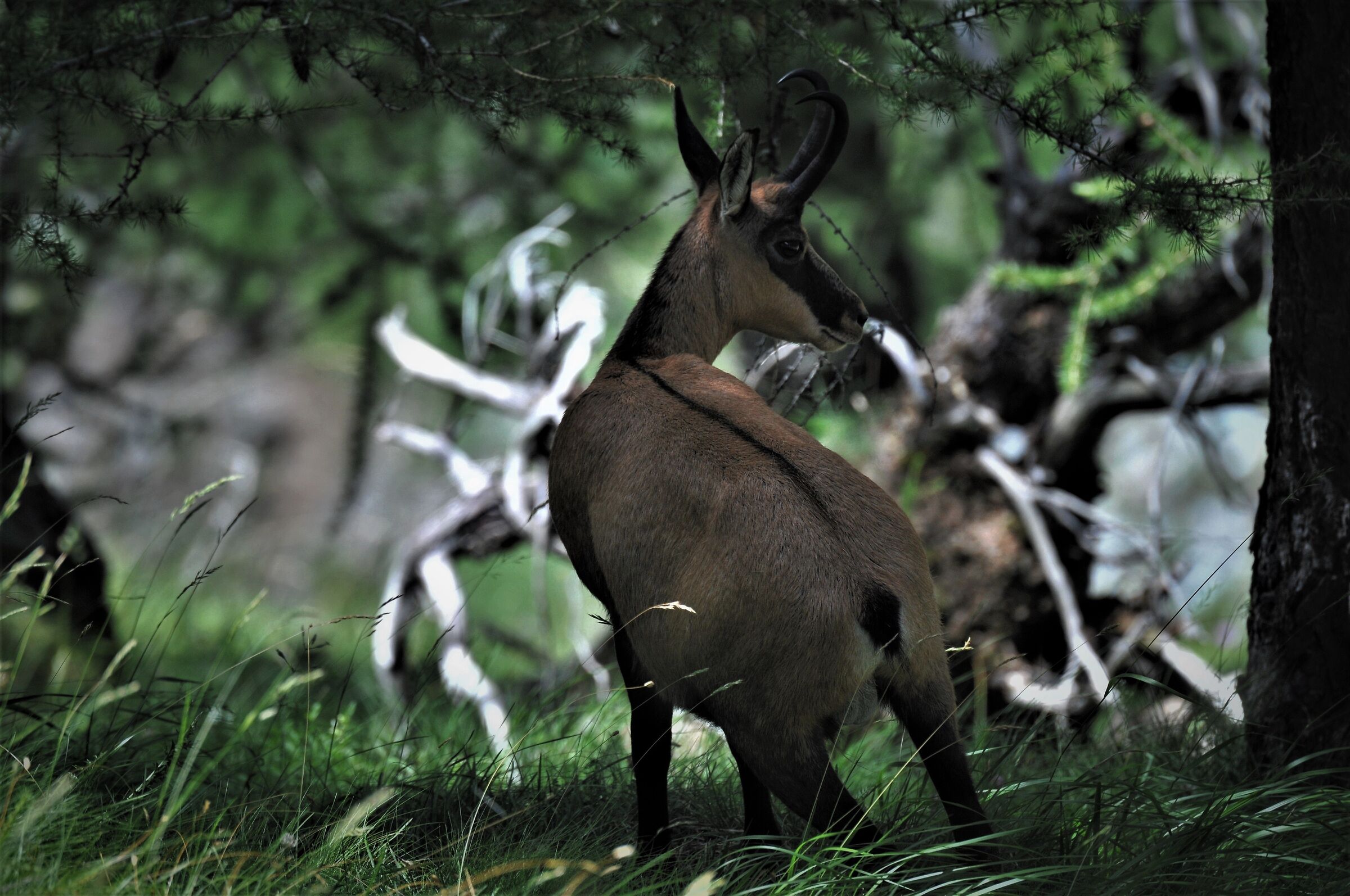 Alpine chamois (Rupicapra Rupicapra