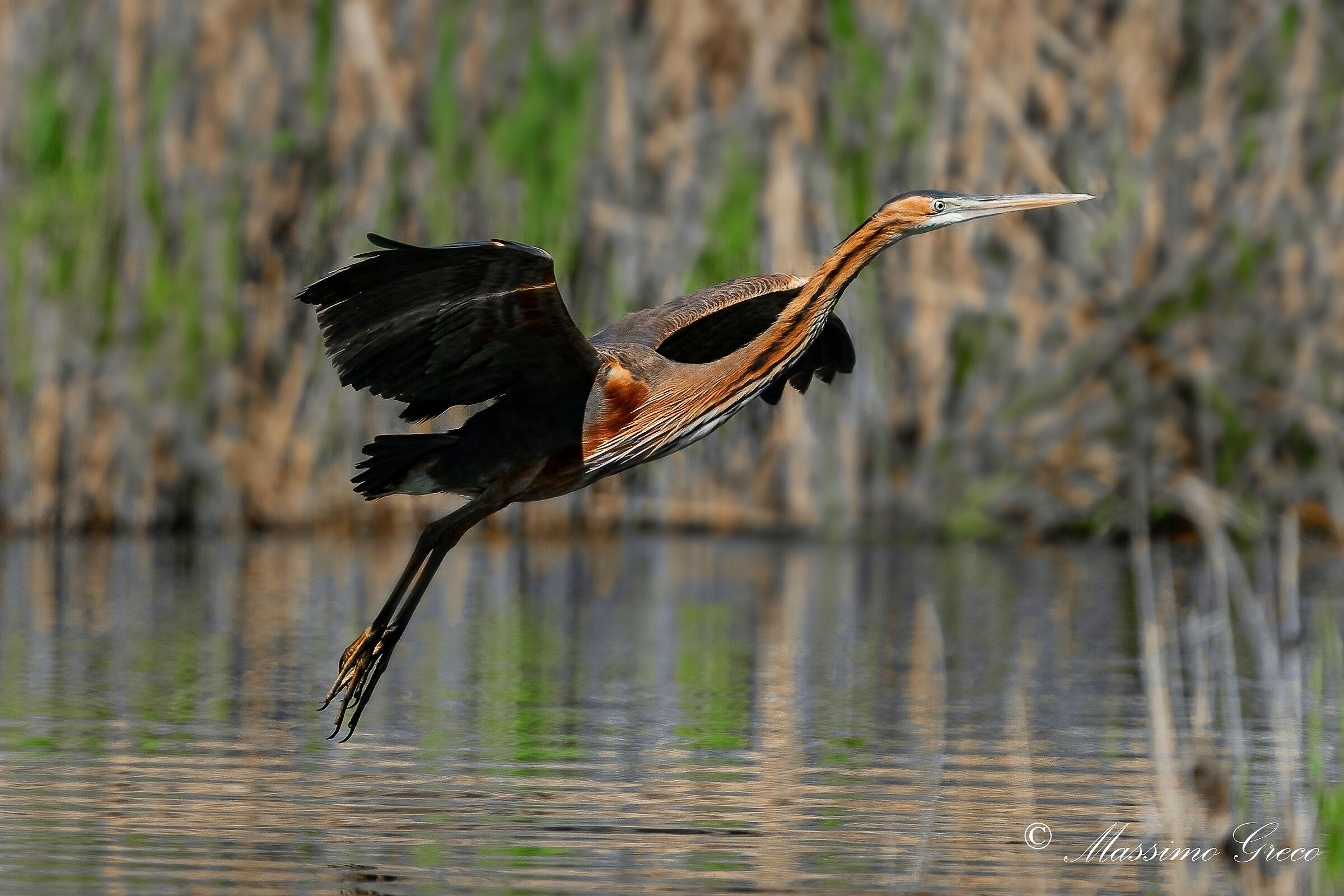 Airone rosso (Ardea purpurea)