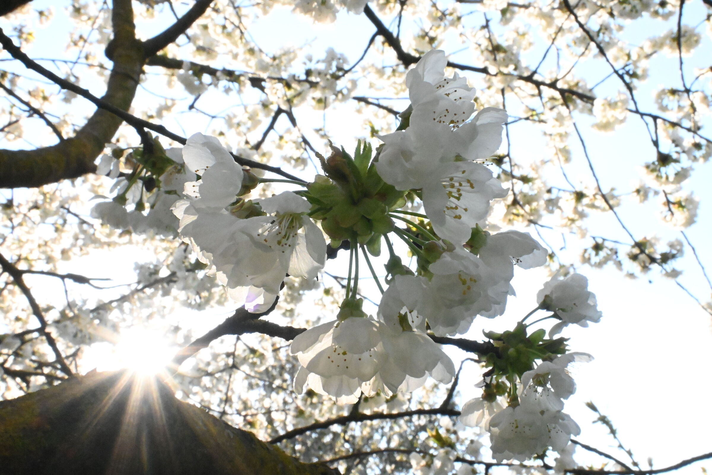 Fiori di ciliegio in controluce
