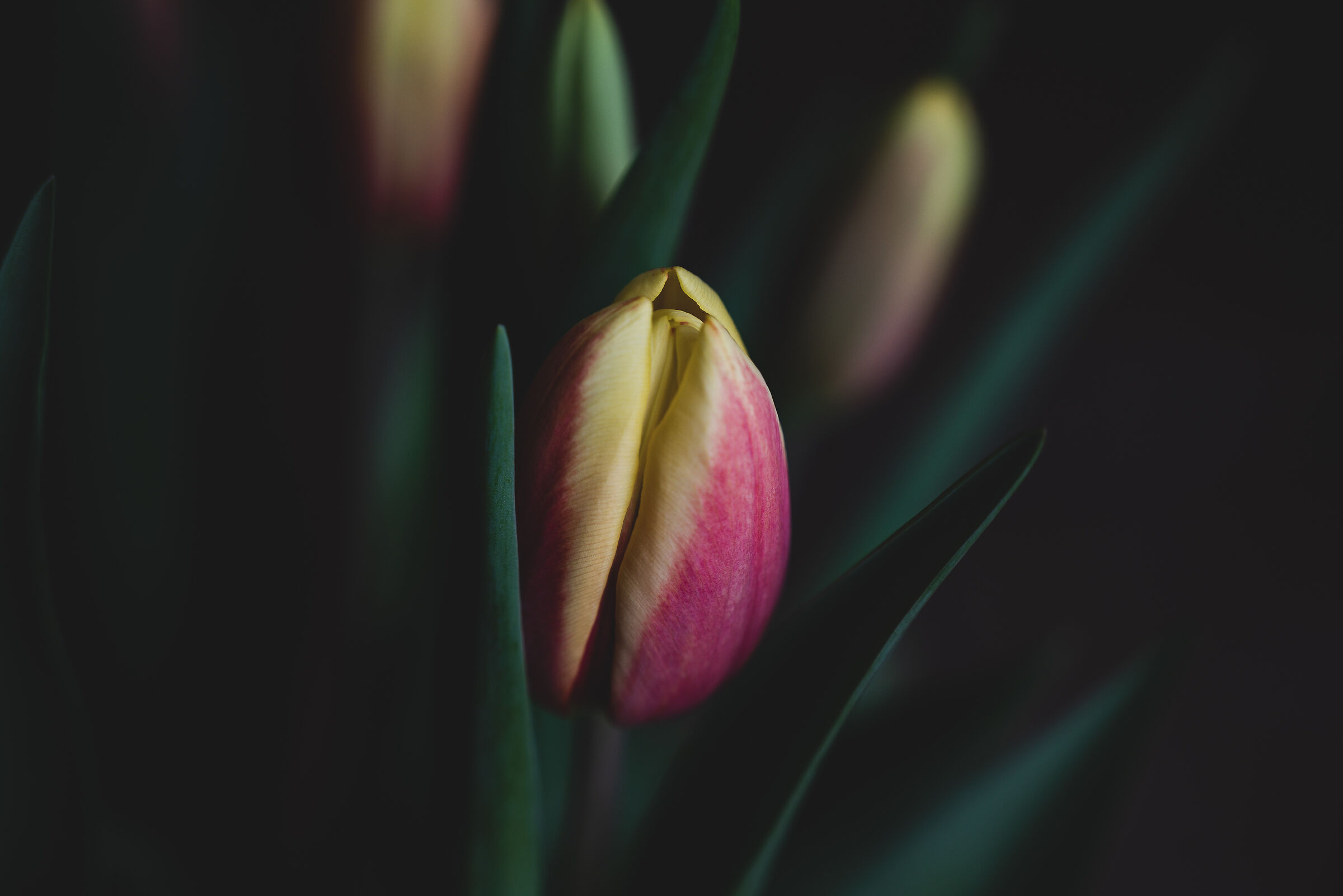 Tulip