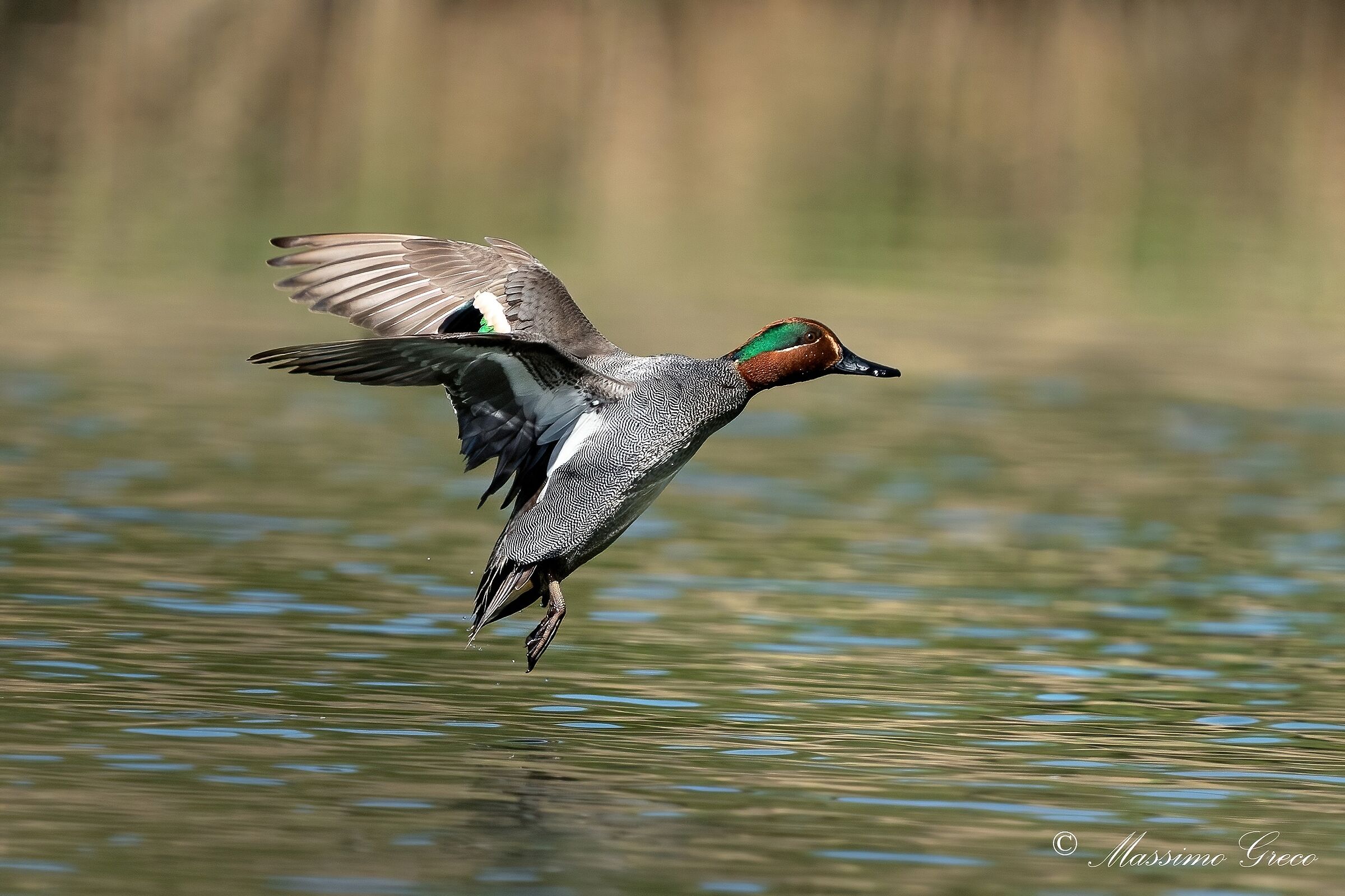 Alzavola (Anas crecca)