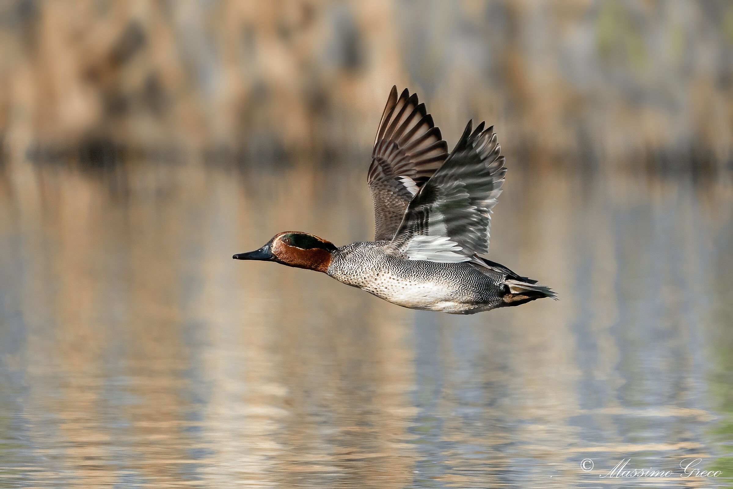 Alzavola (Anas crecca)