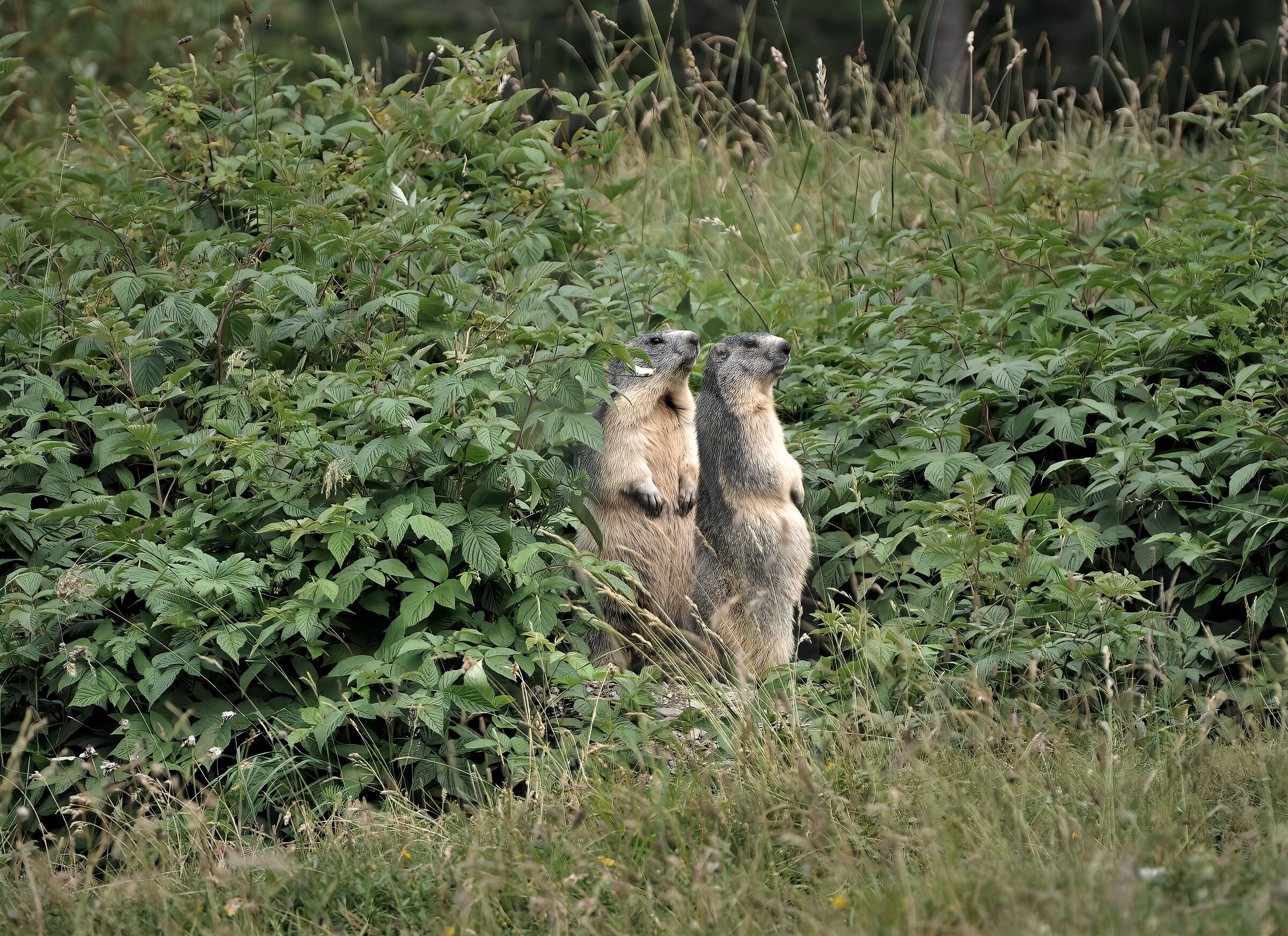 Lookout marmots PNGP