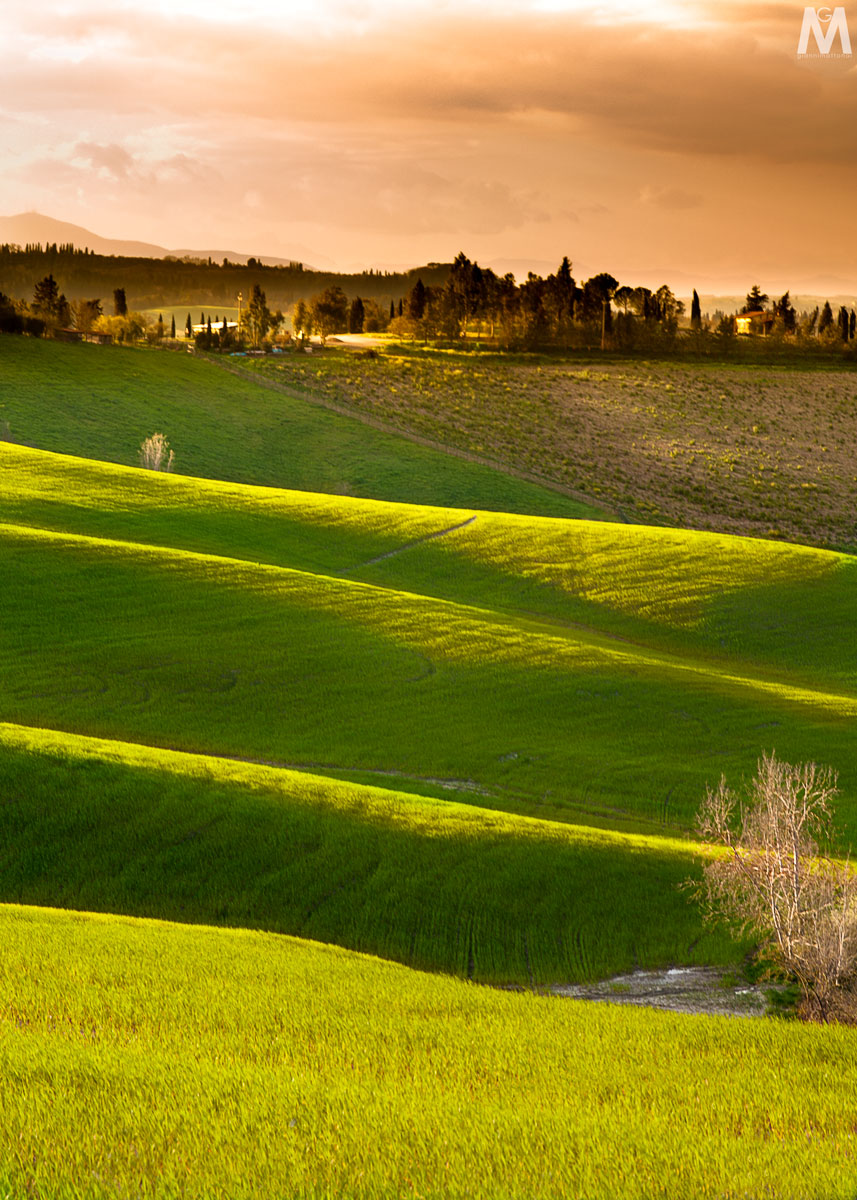 dolci colline pisane