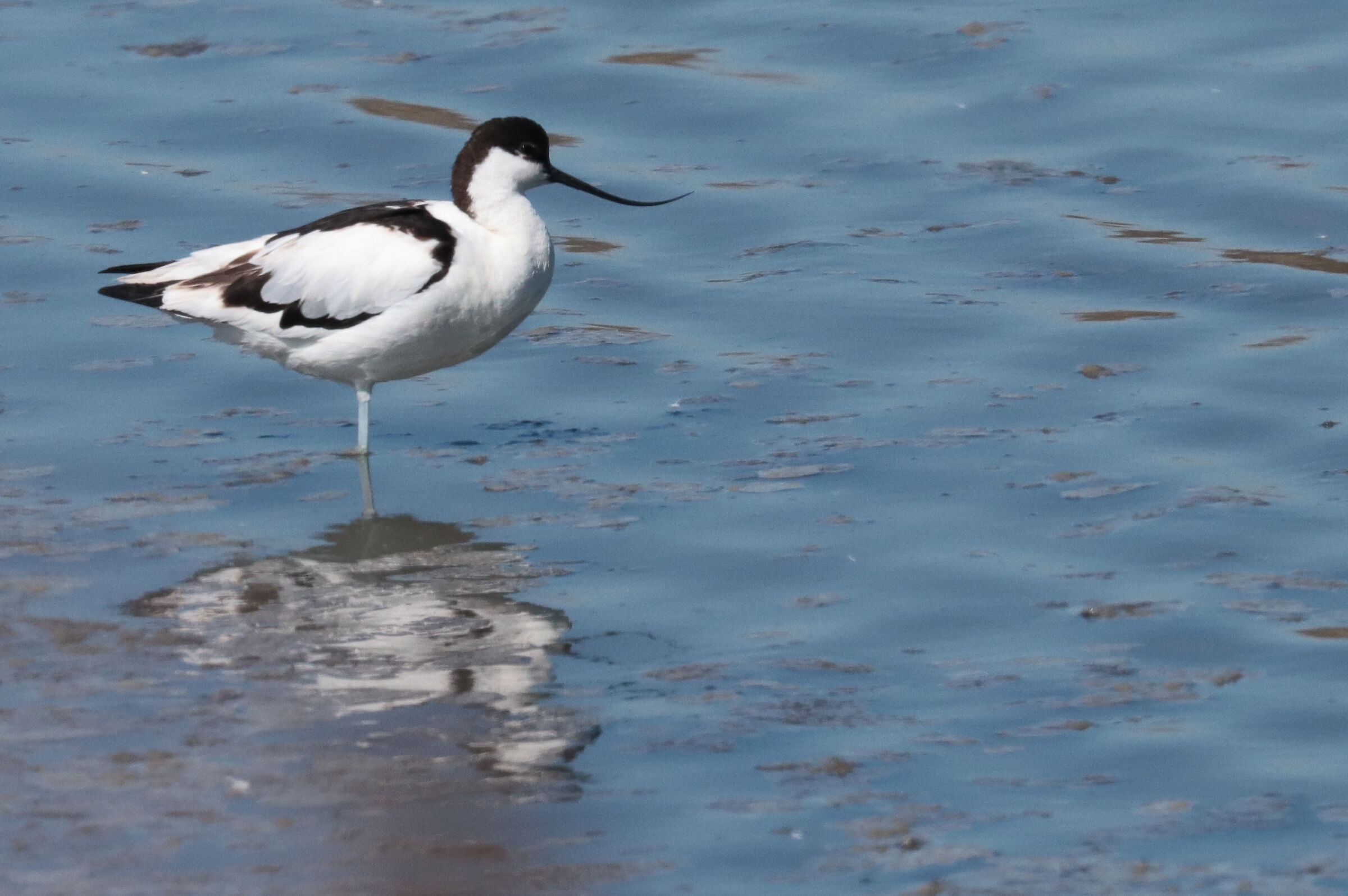 Avocet