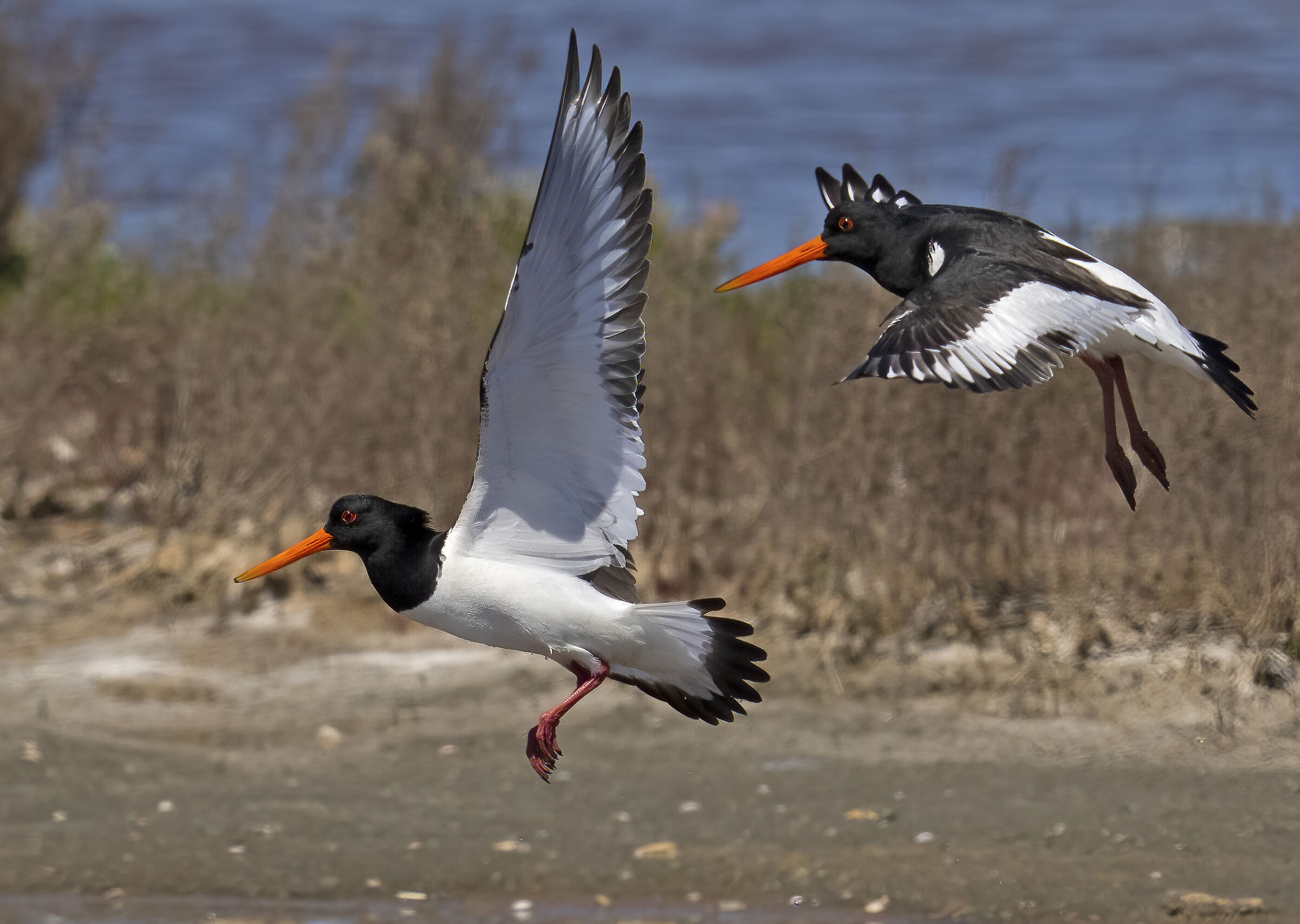 beccacce di ... palude....