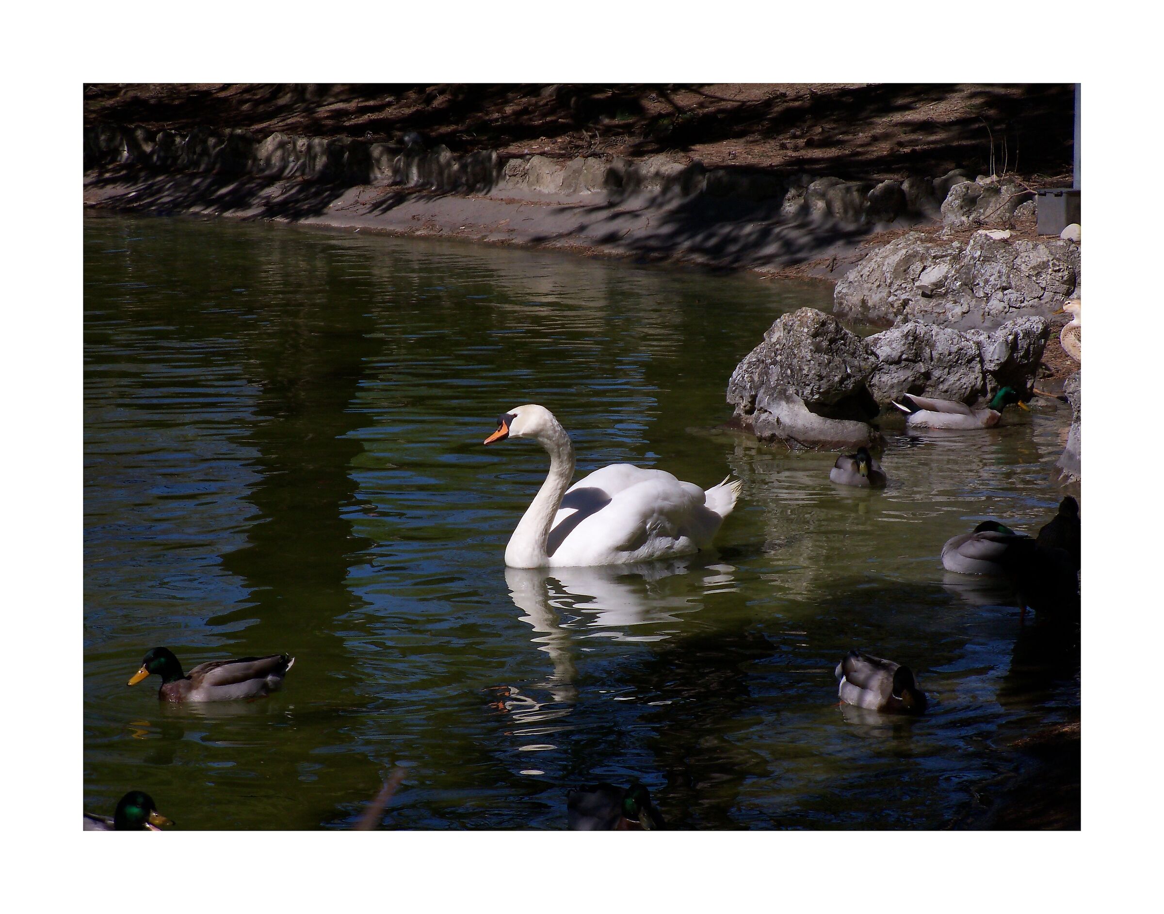 The king of the pond