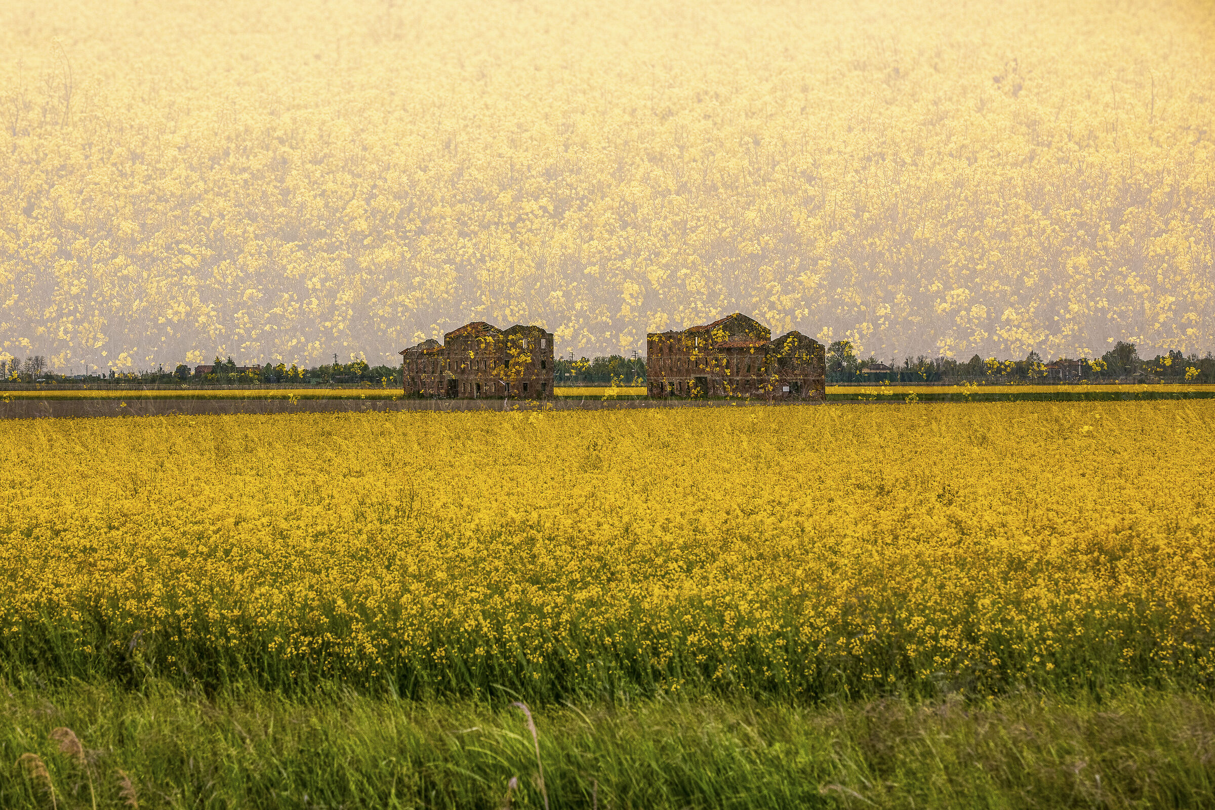 And rapeseed both