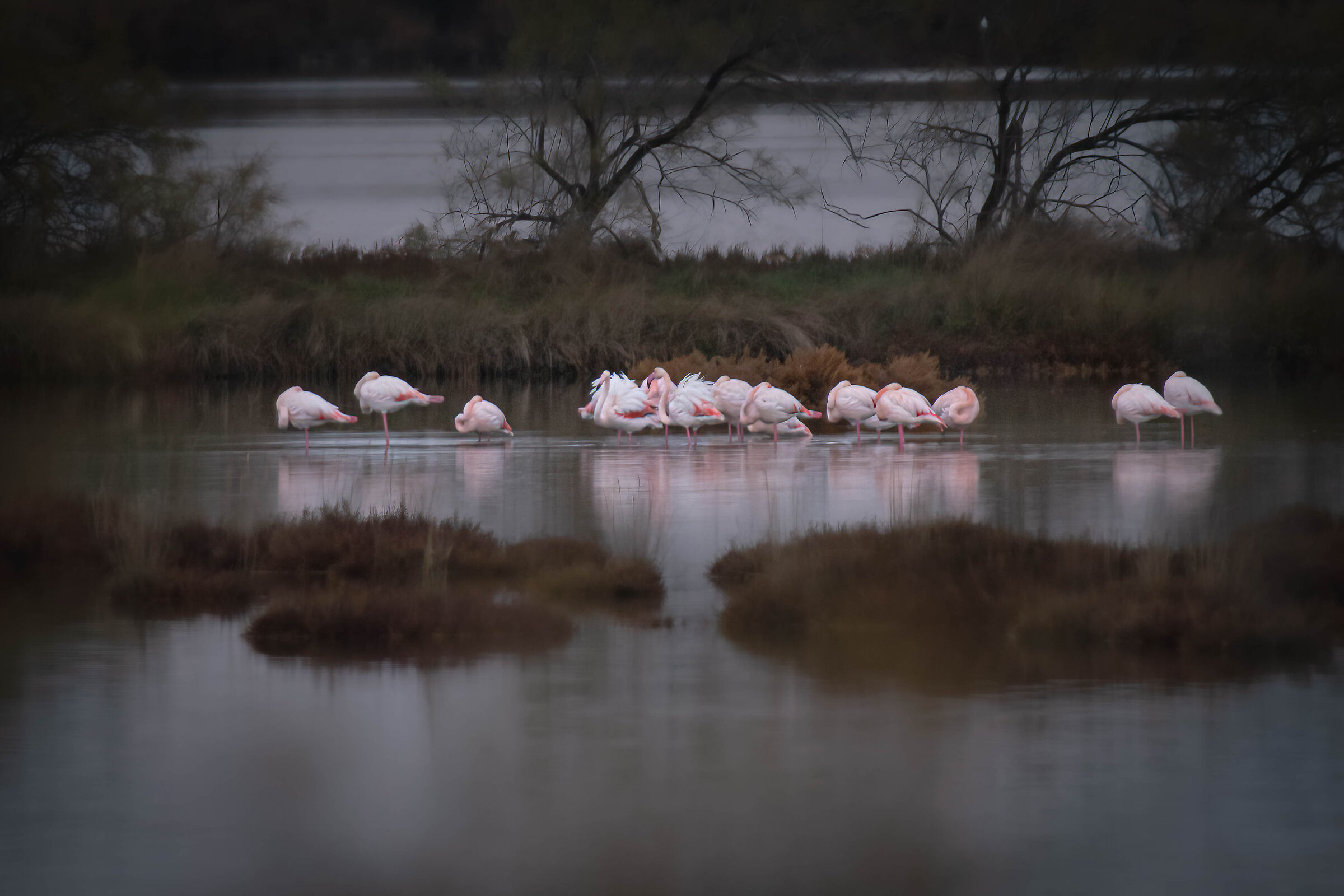 Lento risveglio mattutino
