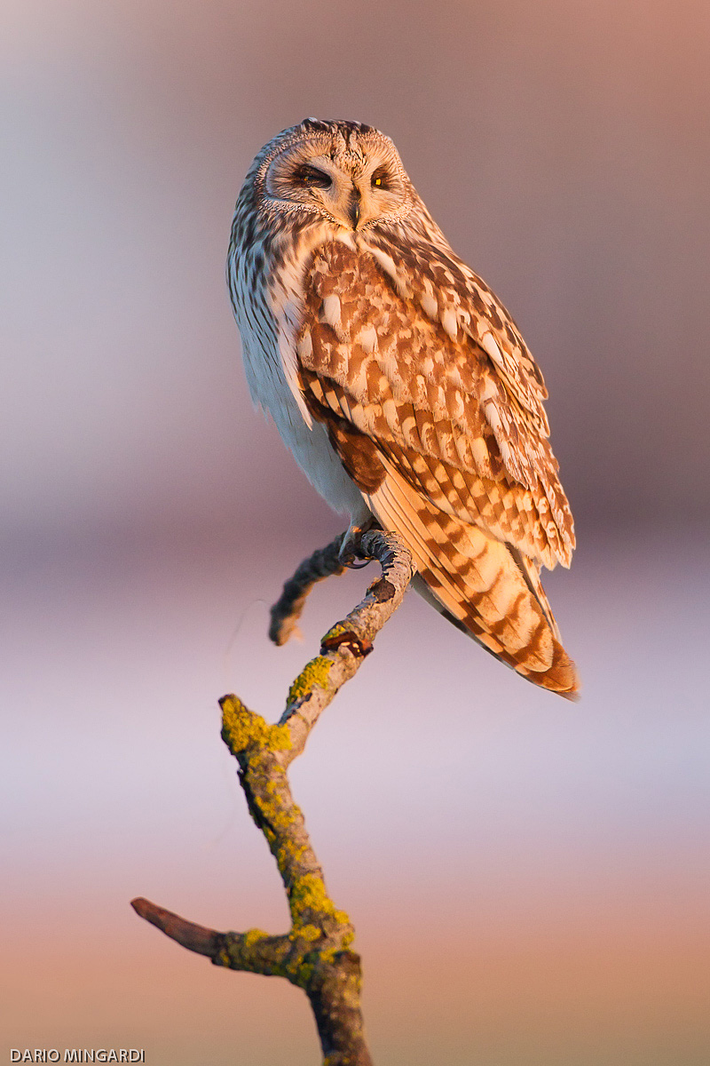 Gufo di palude: dopo un giorno di neve 1 minuto di sole