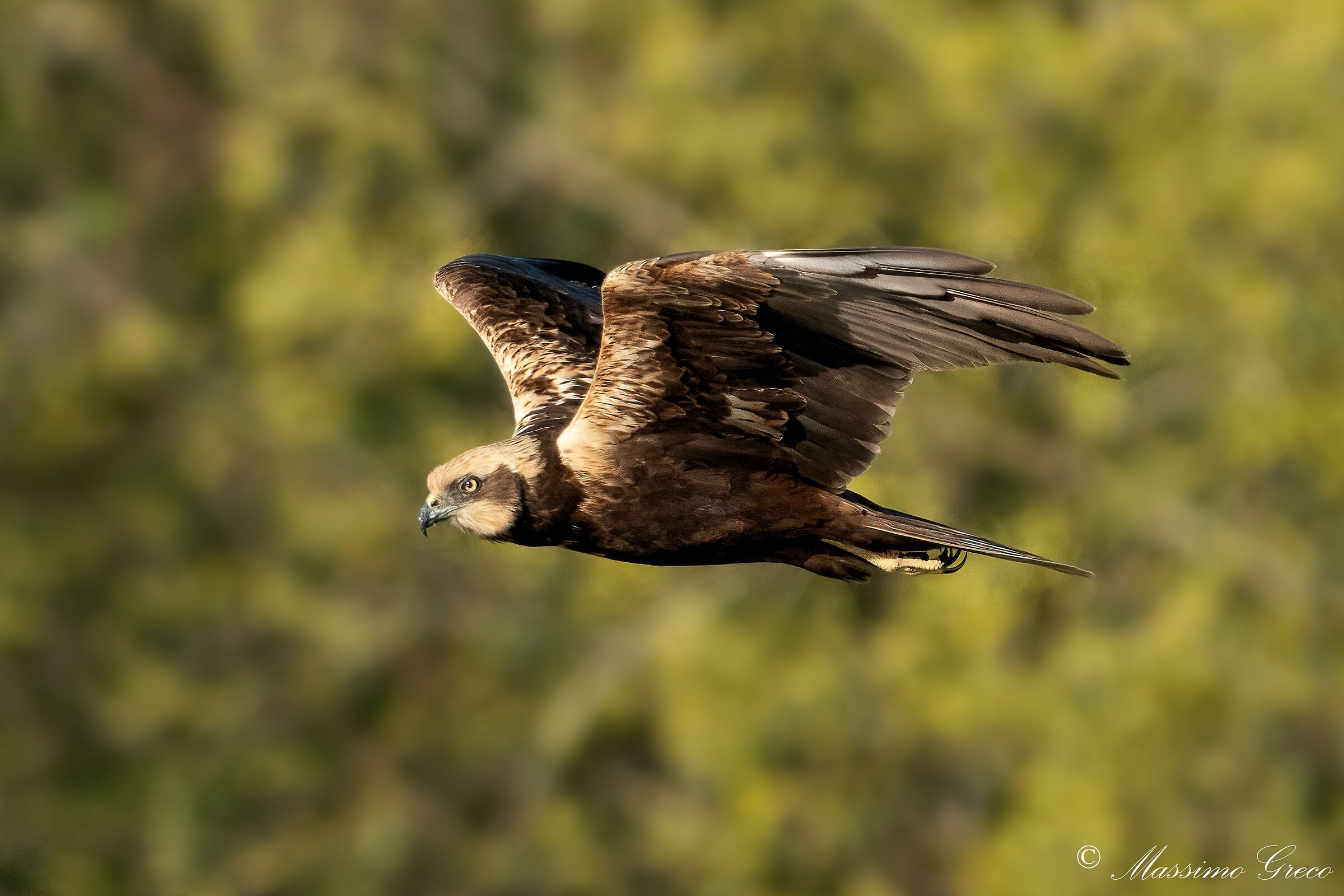 Falco di palude (Circus aeruginosus)