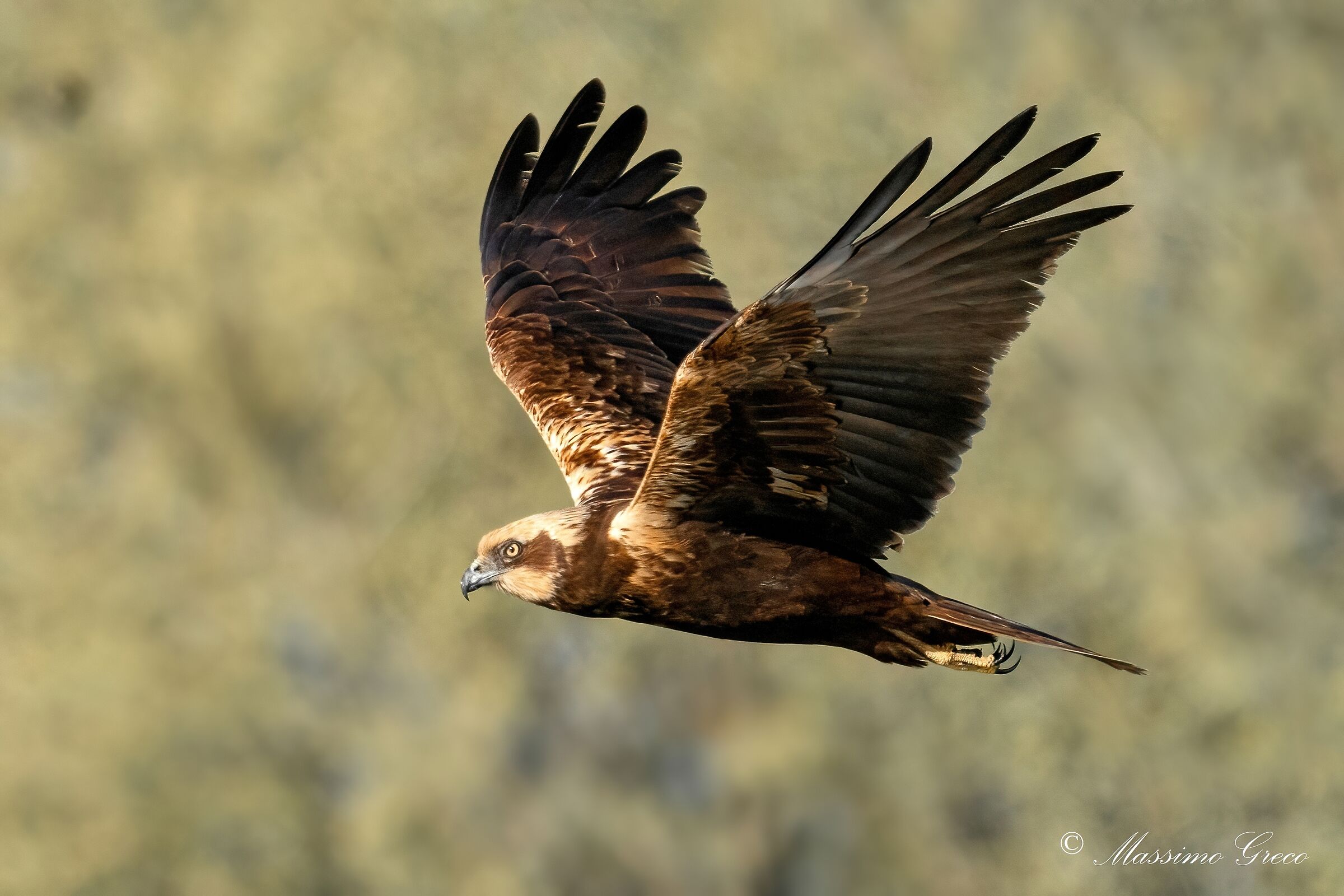 Marsh falcon (Circus aeruginosus)