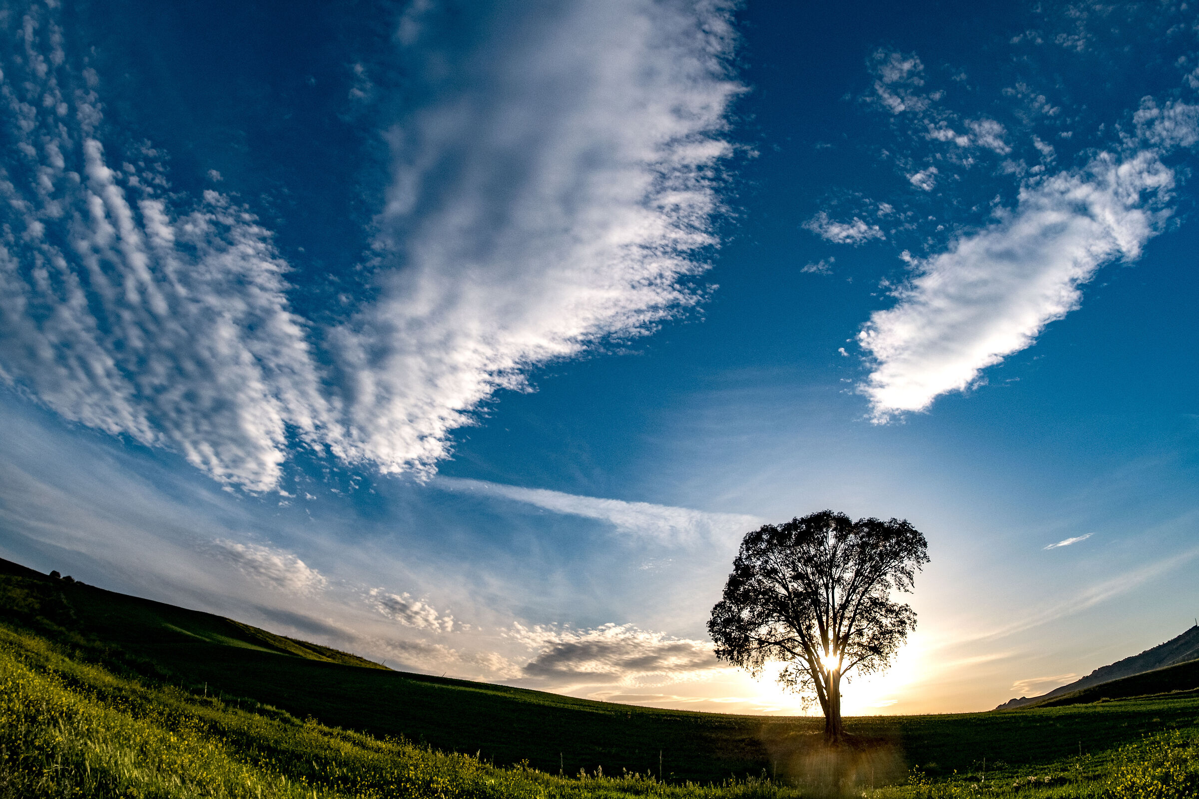 SOLITARY TREE