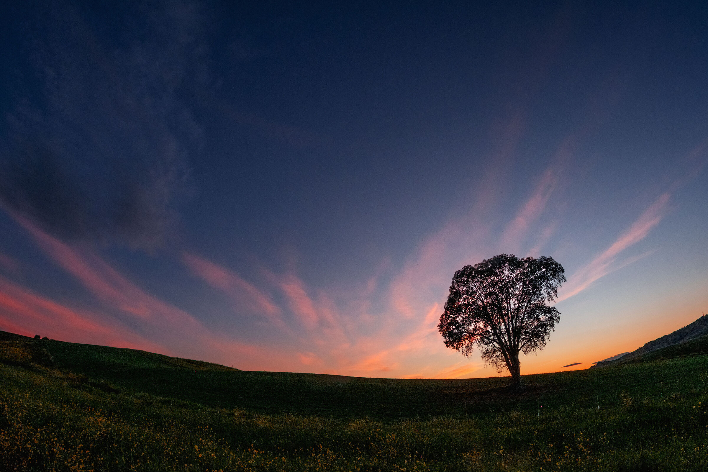 SOLITARY TREE 2