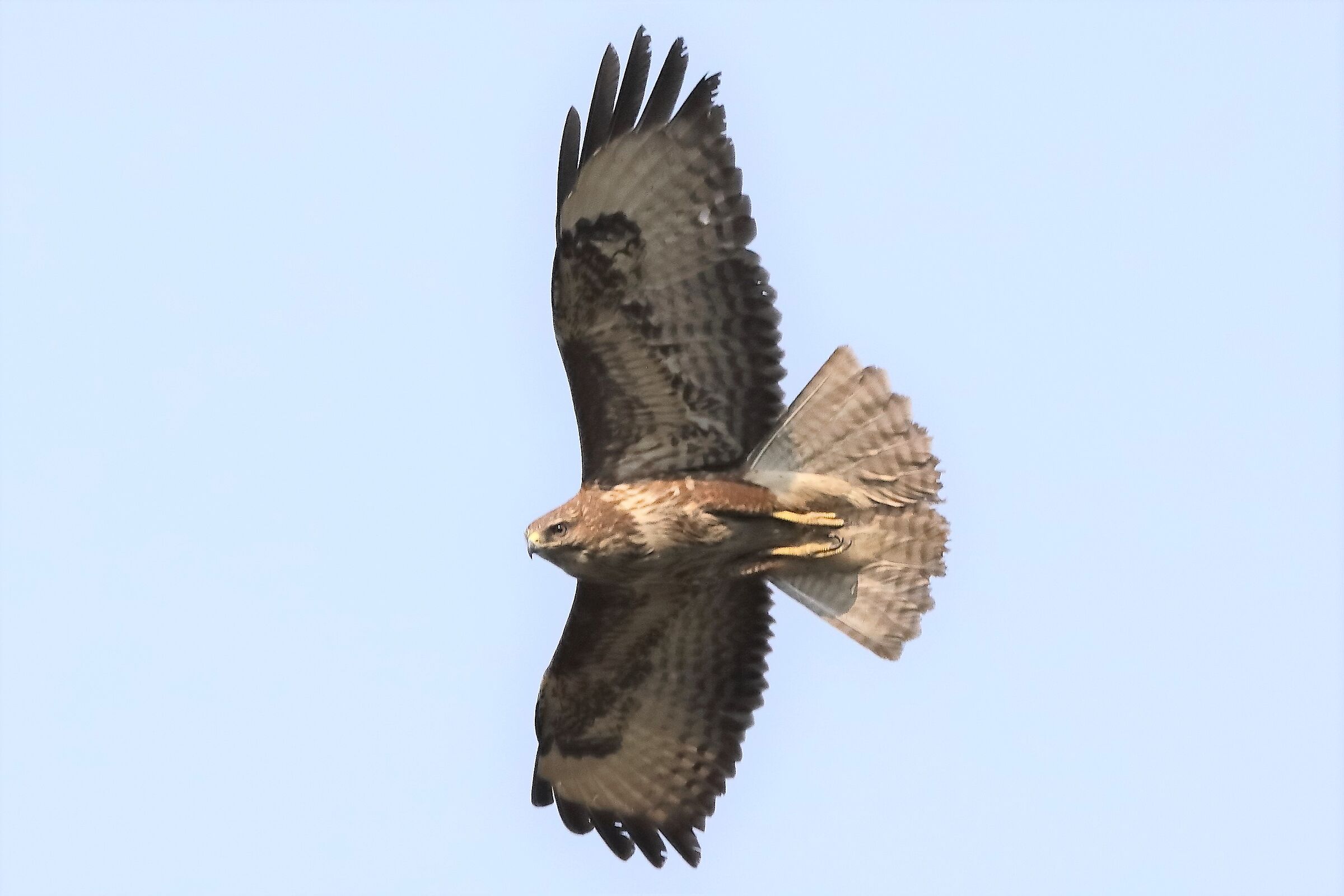 Buzzard 27-03-2022 155
