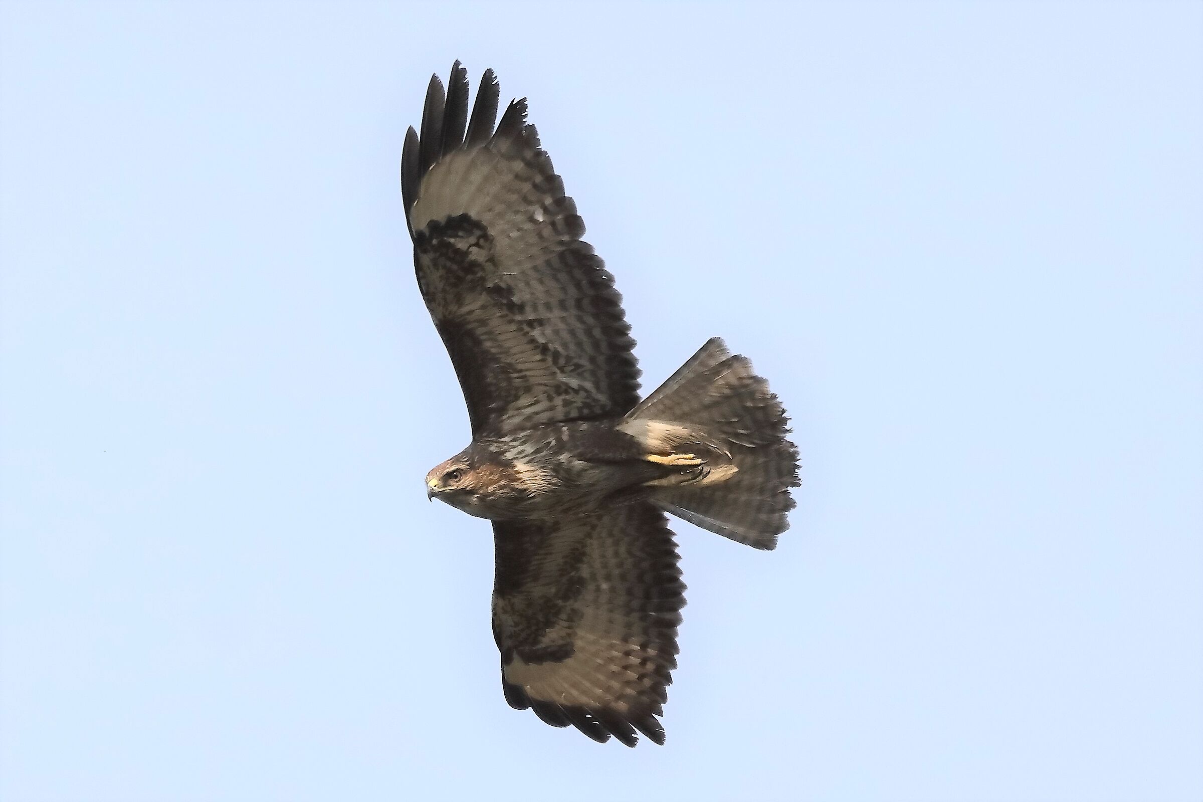 Buzzard 27-03-2022 156