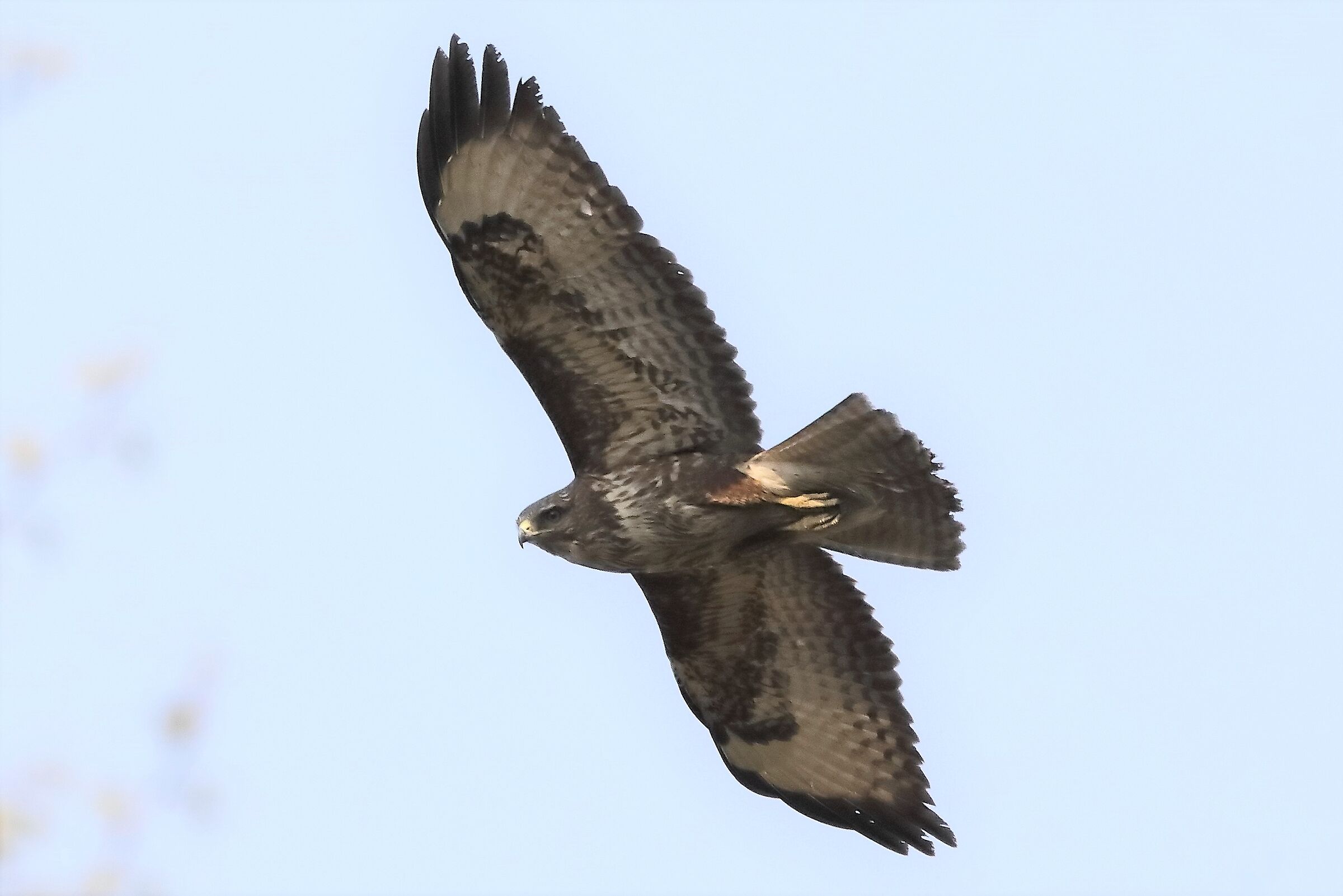 Buzzard 27-03-2022