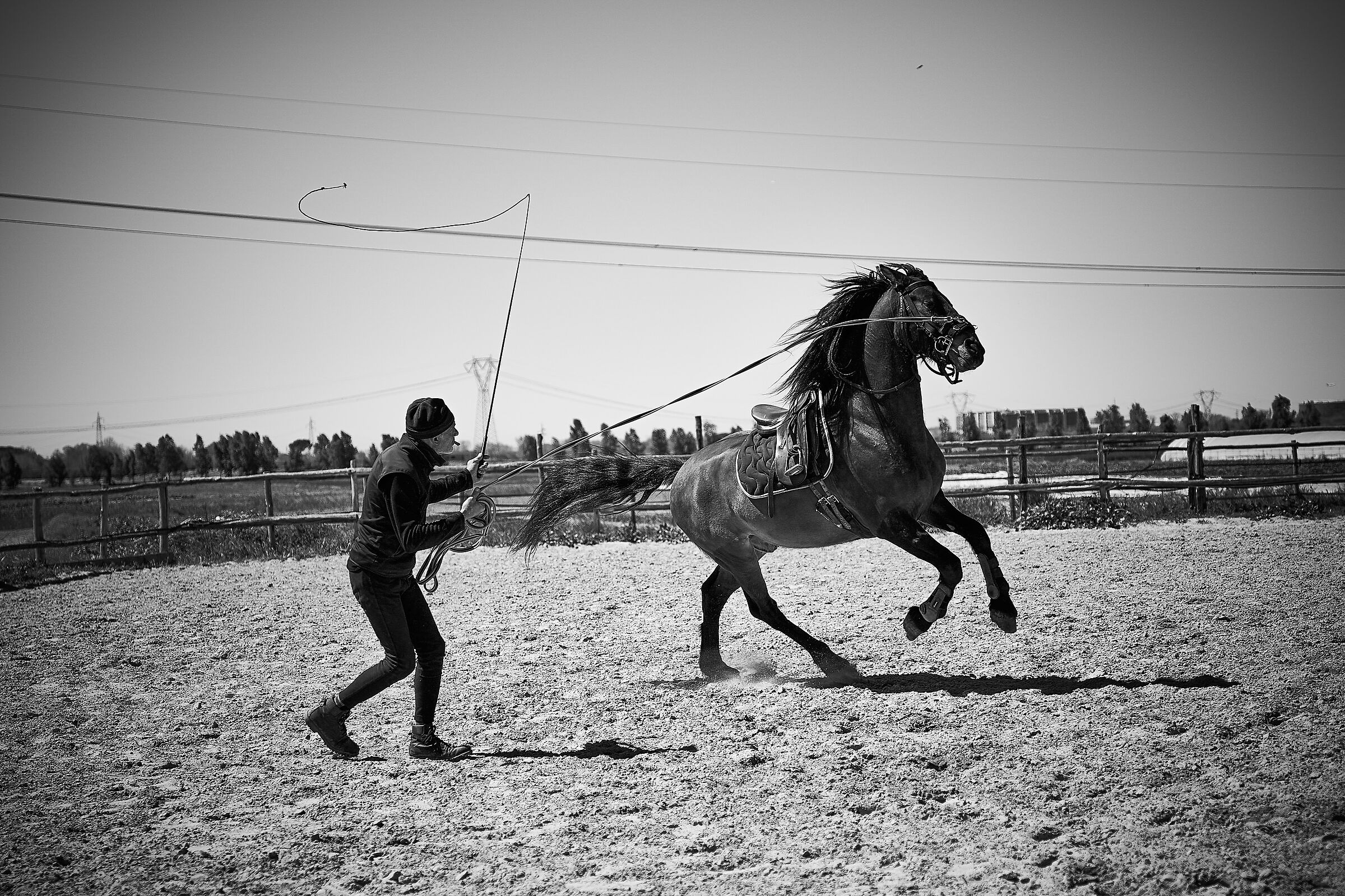 horse training