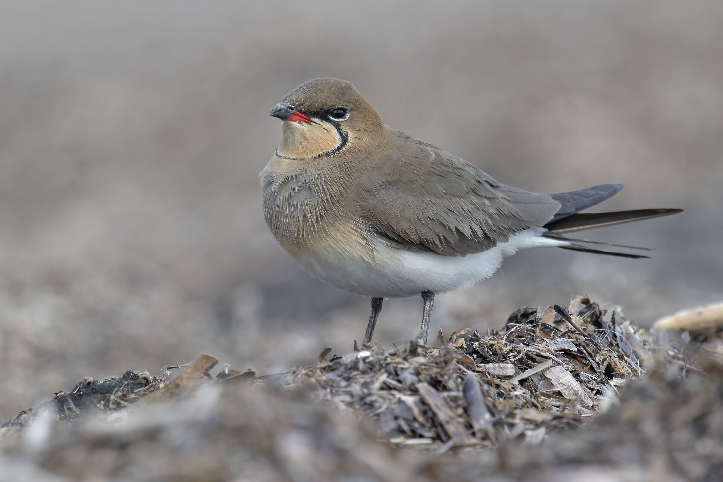Pernice di mare (Glareola pratincola)