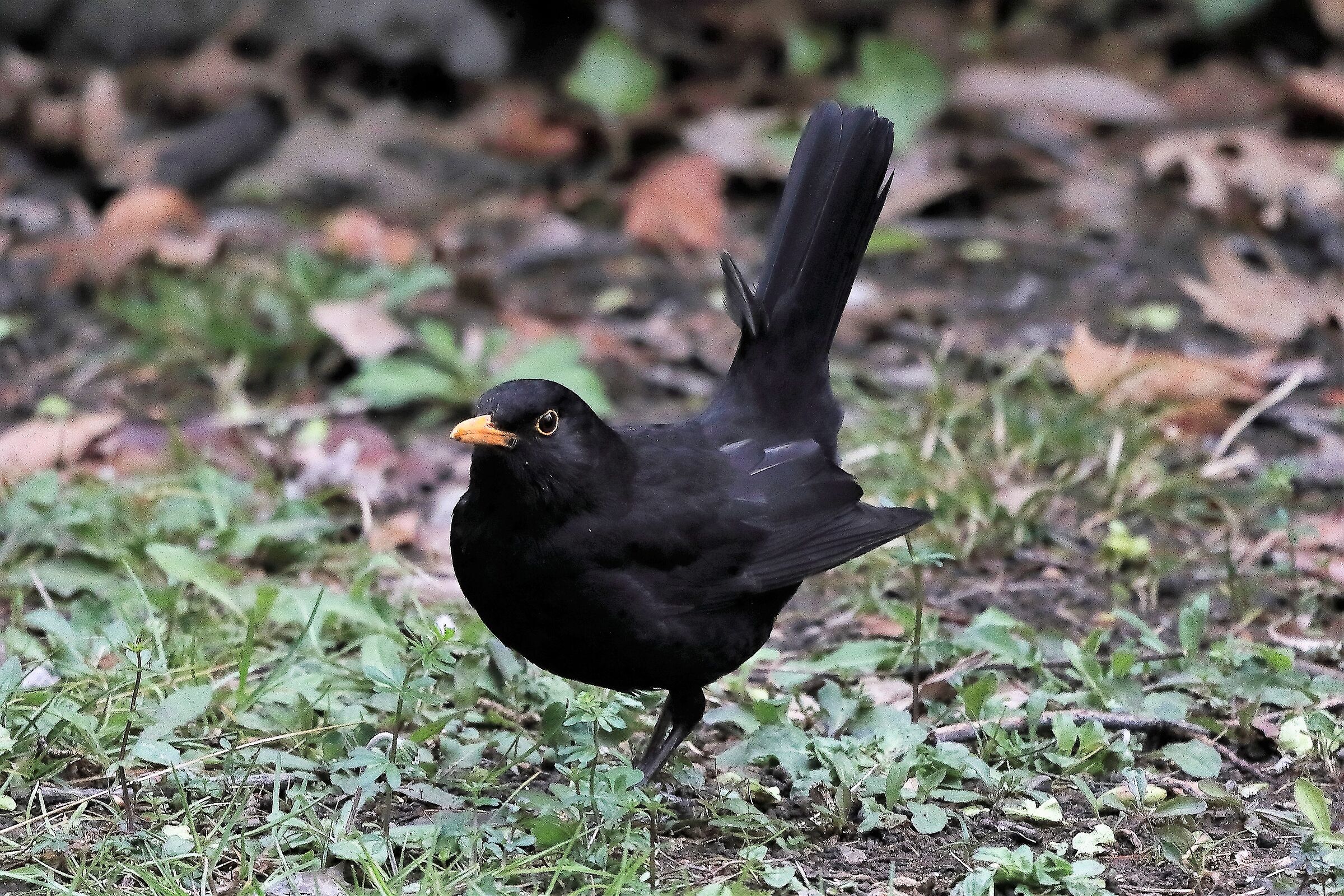 blackbird 03-04-2022