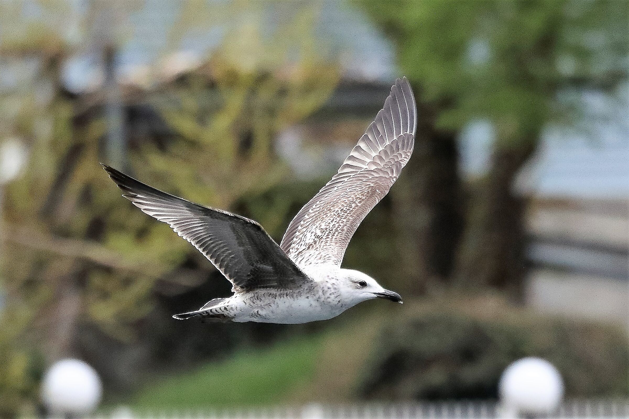 terrestrial gull 03-04-2022
