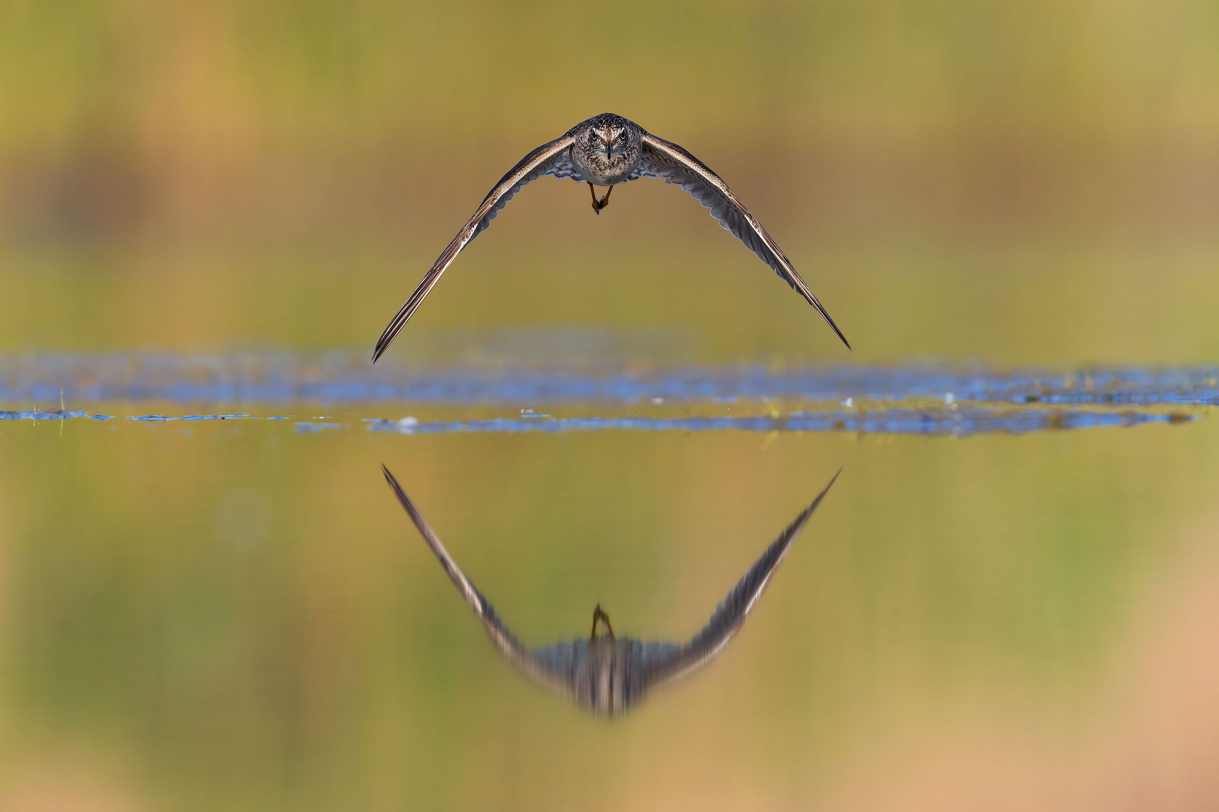 Piro Piro Boschereccio