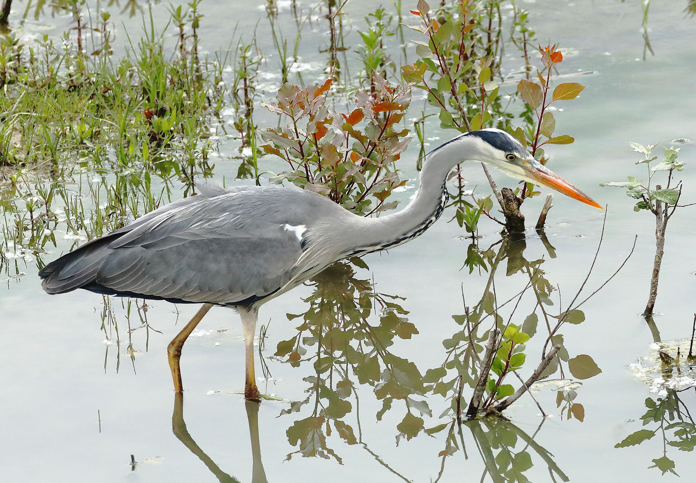 Grey heron.