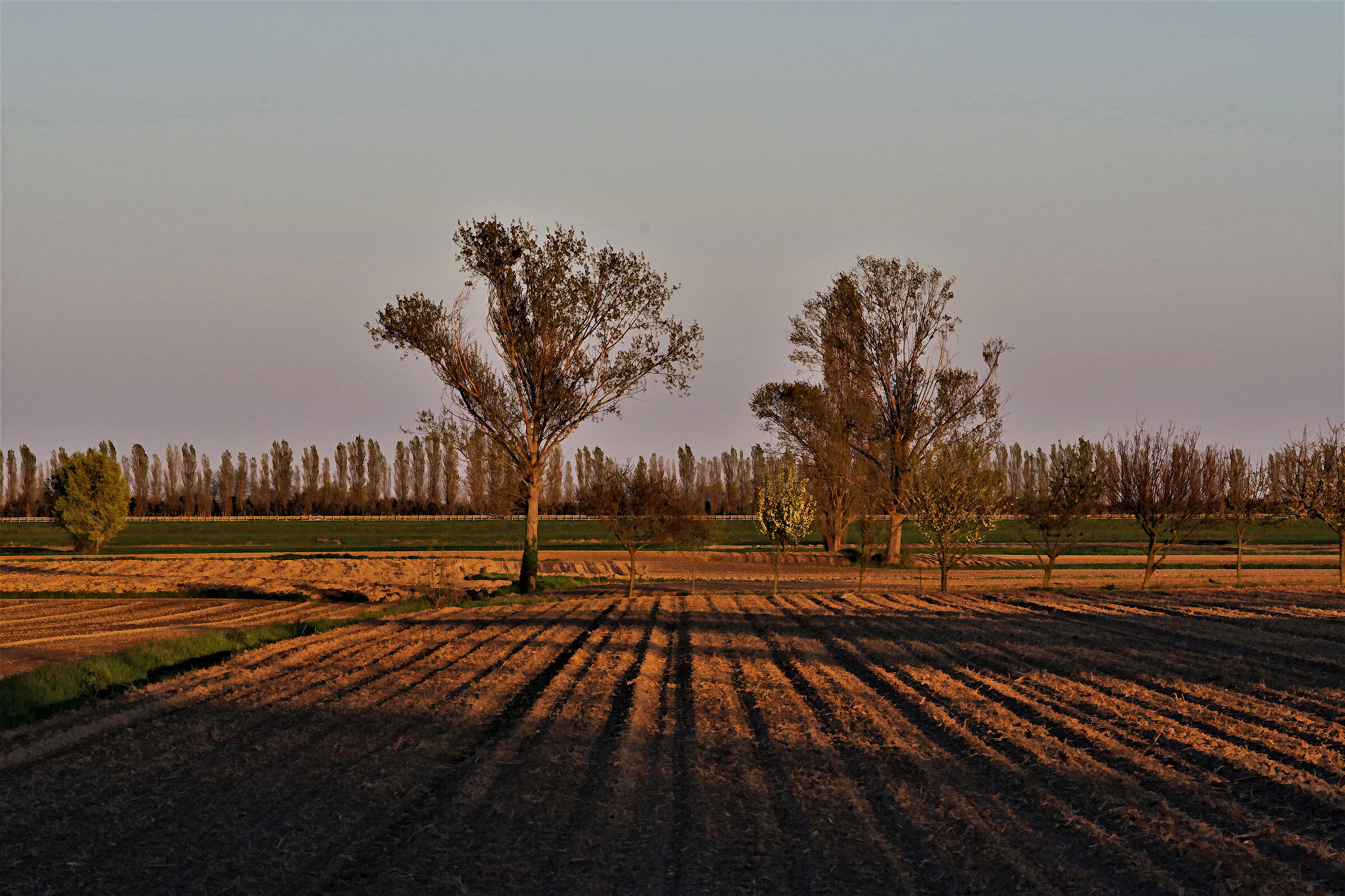 Alberi fratelli