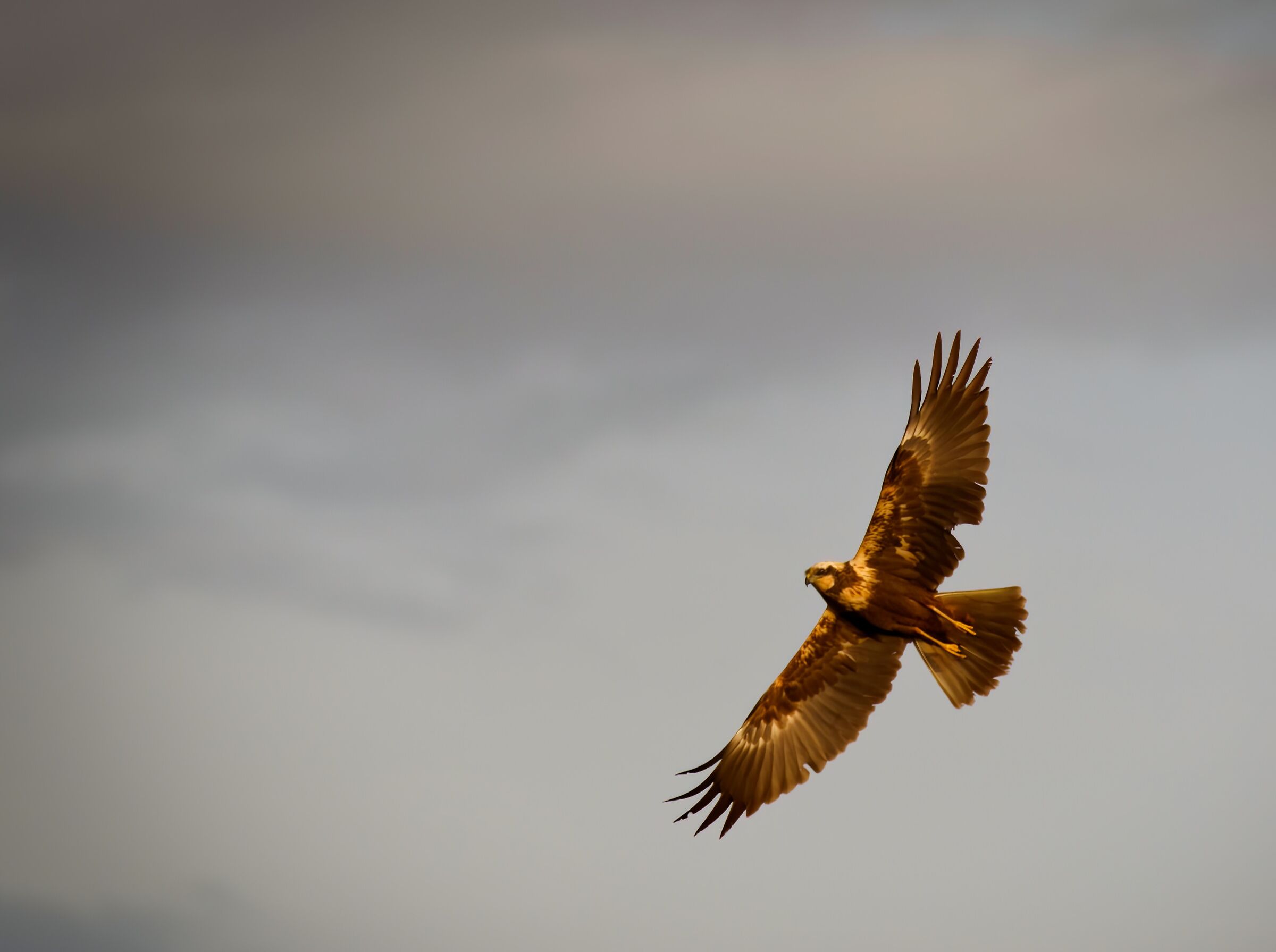 Circus aeruginosus - Falco di Palude