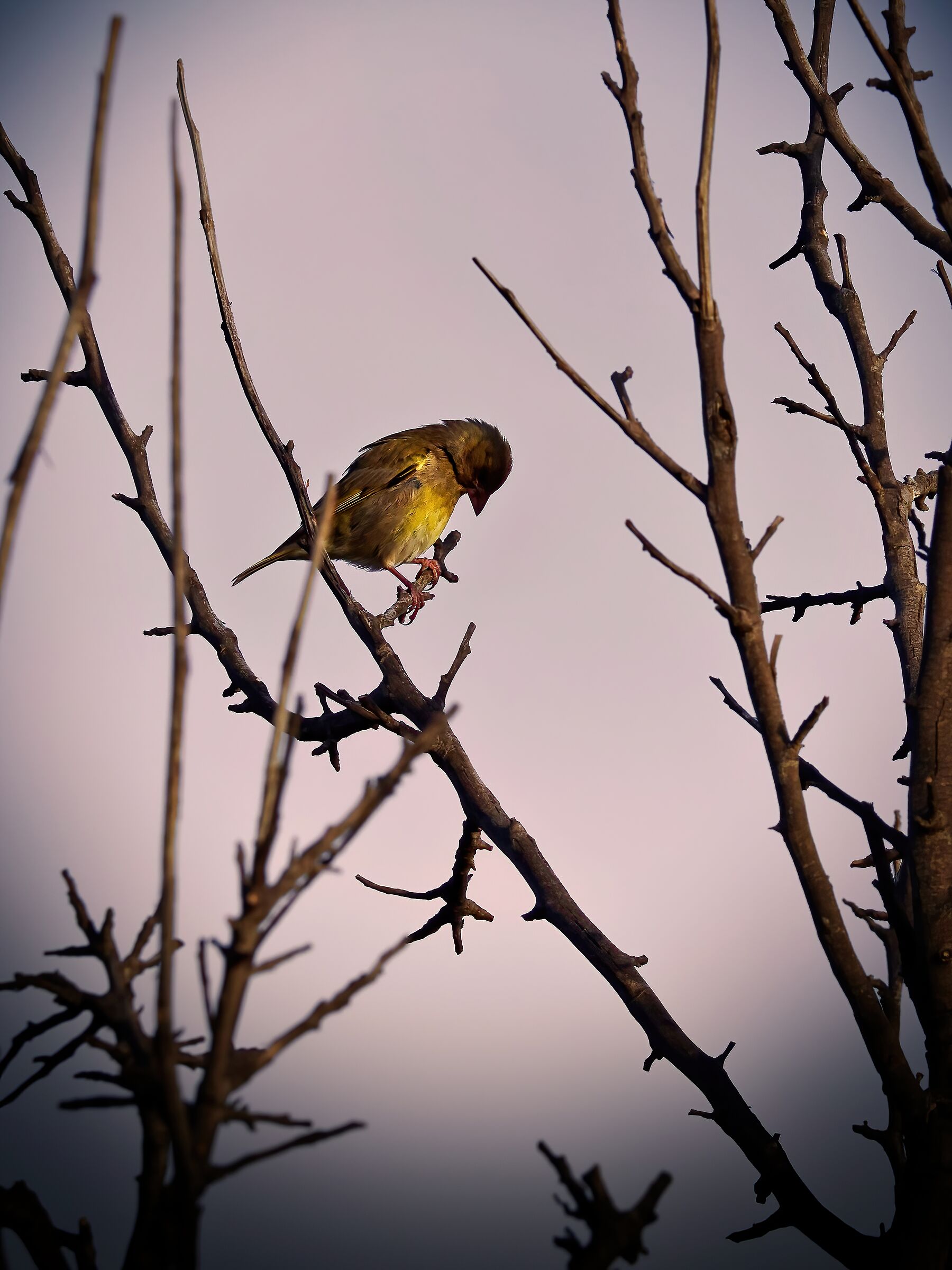 Last Light Effort - Chloris chloris - Verdone Comune