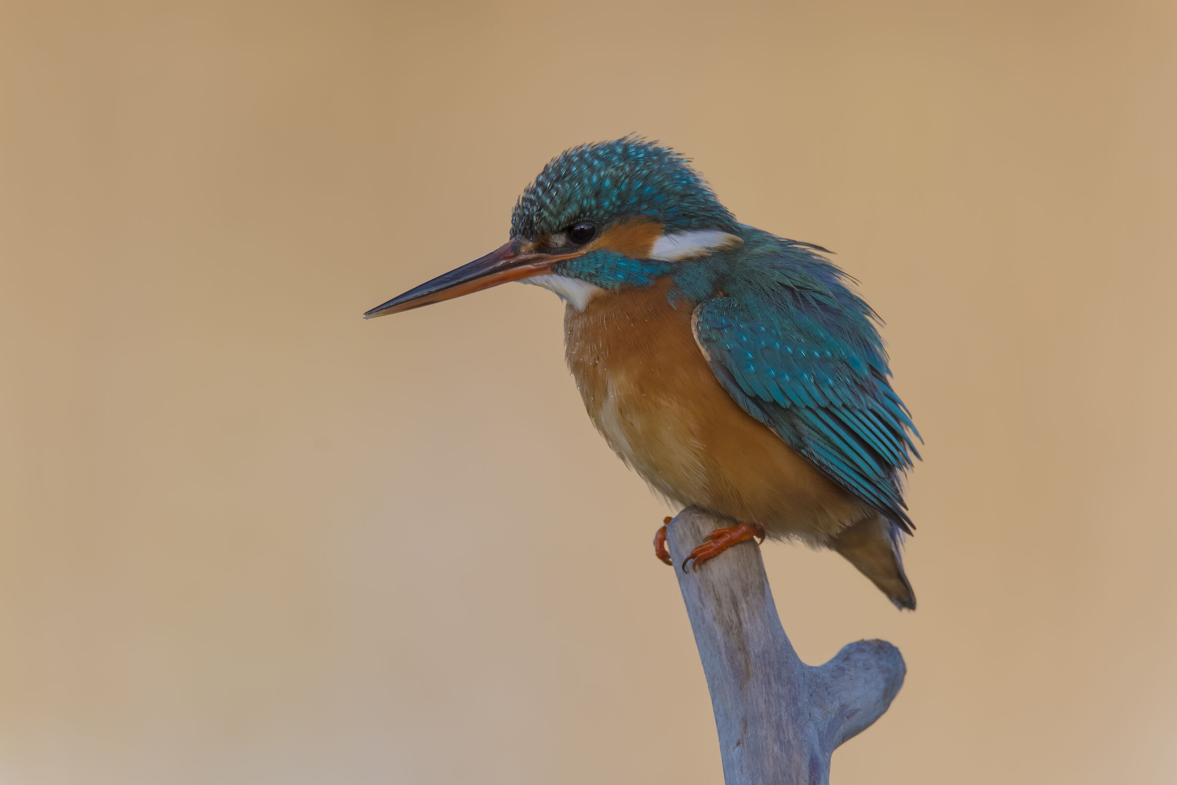 Female Kingfisher