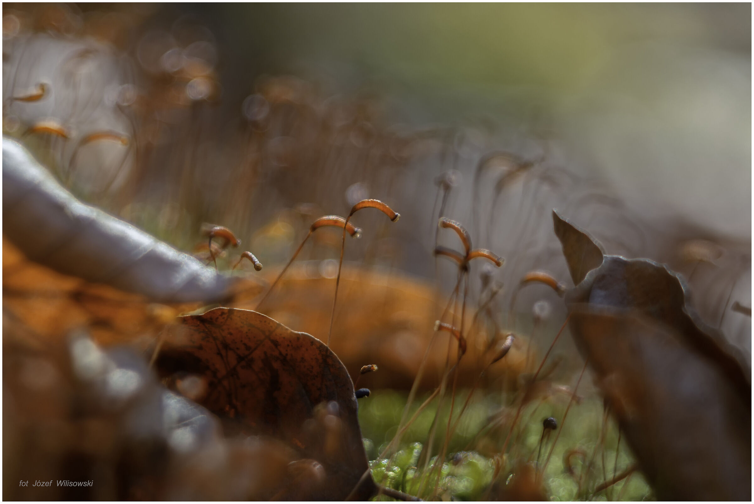 Modified Diaplan 80/2,8