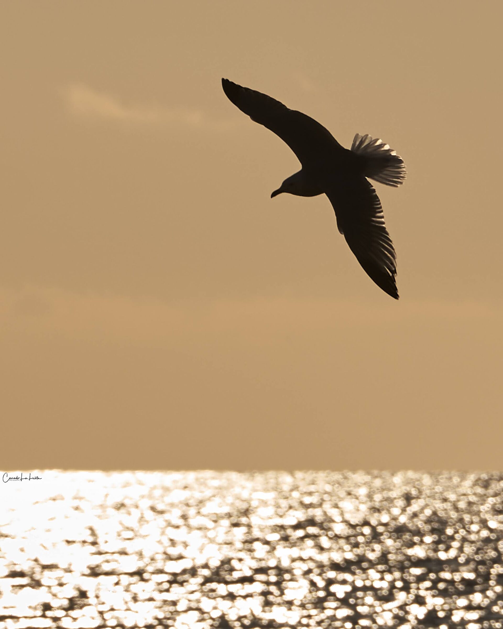 The Seagull Jonathan