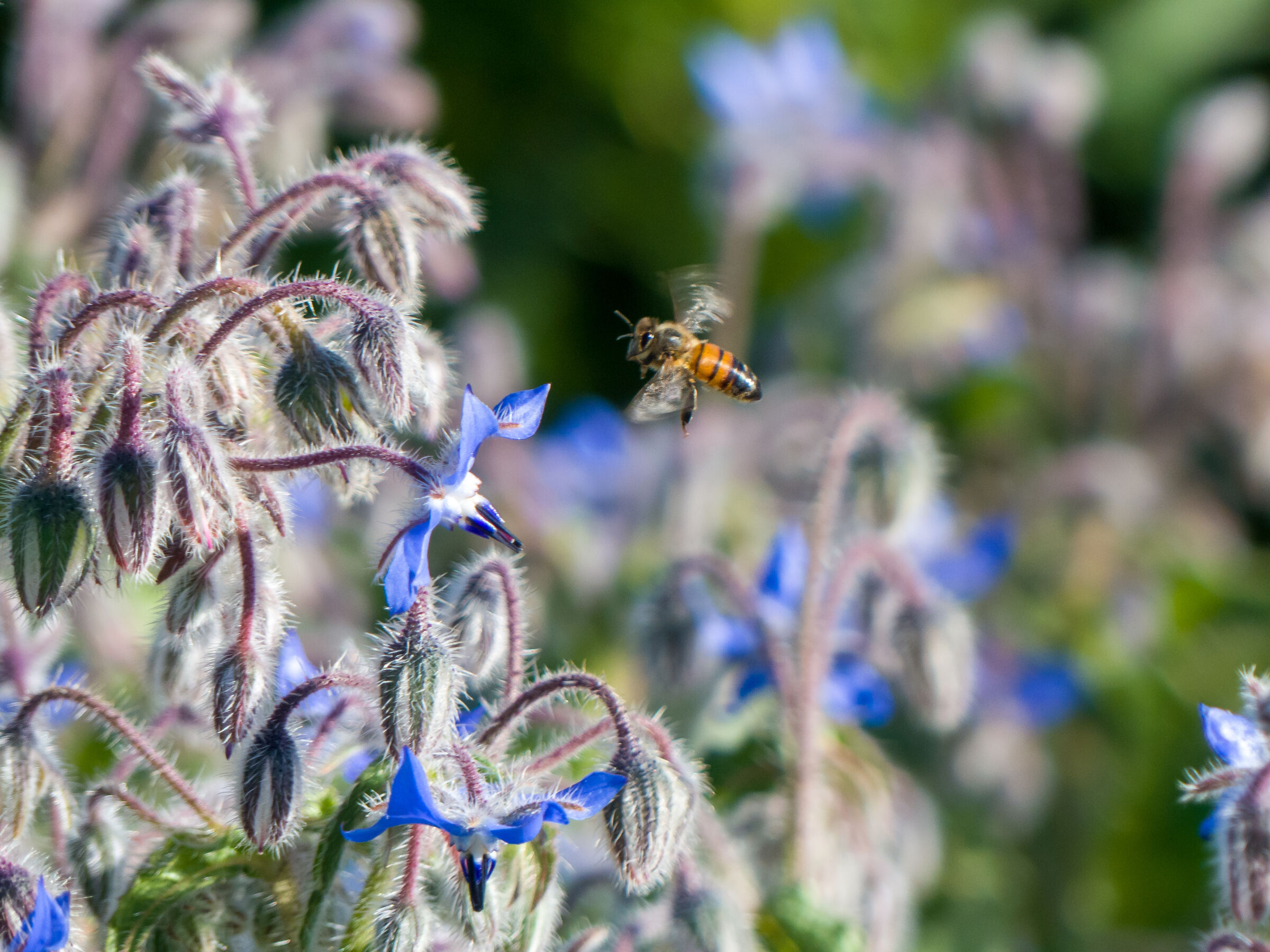 Polline sto arrivando...