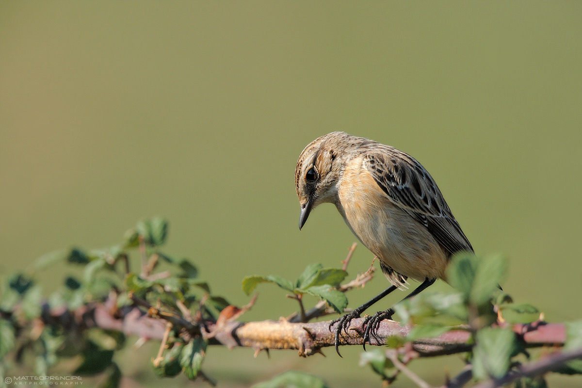 Whinchat