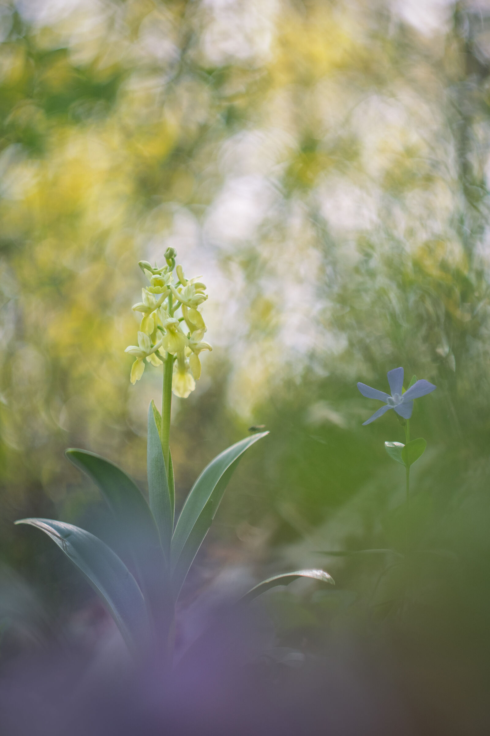 Orchis pallens