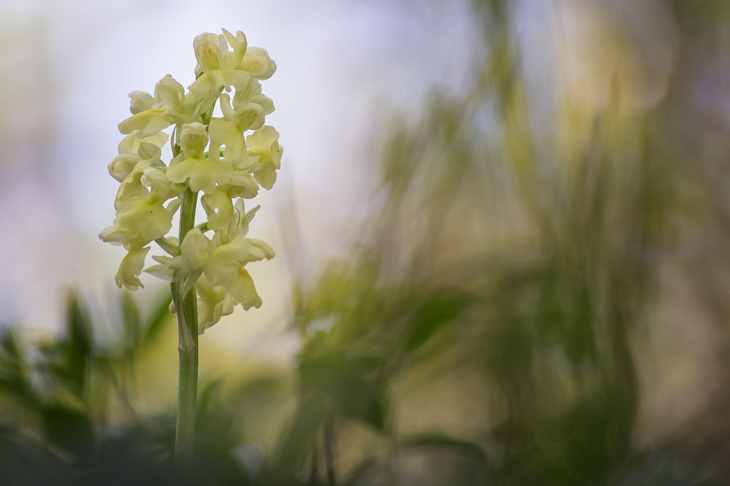 Orchis pallens