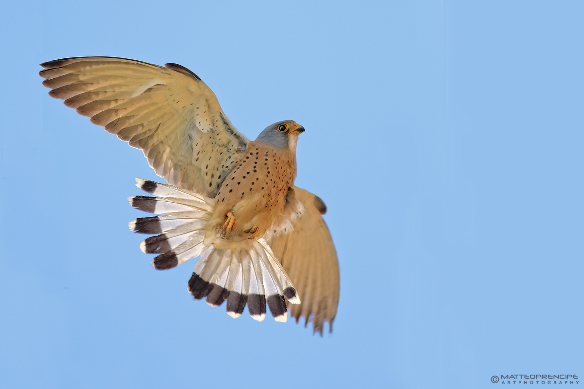 Kestrel