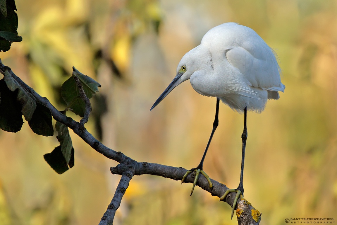 Egret posing