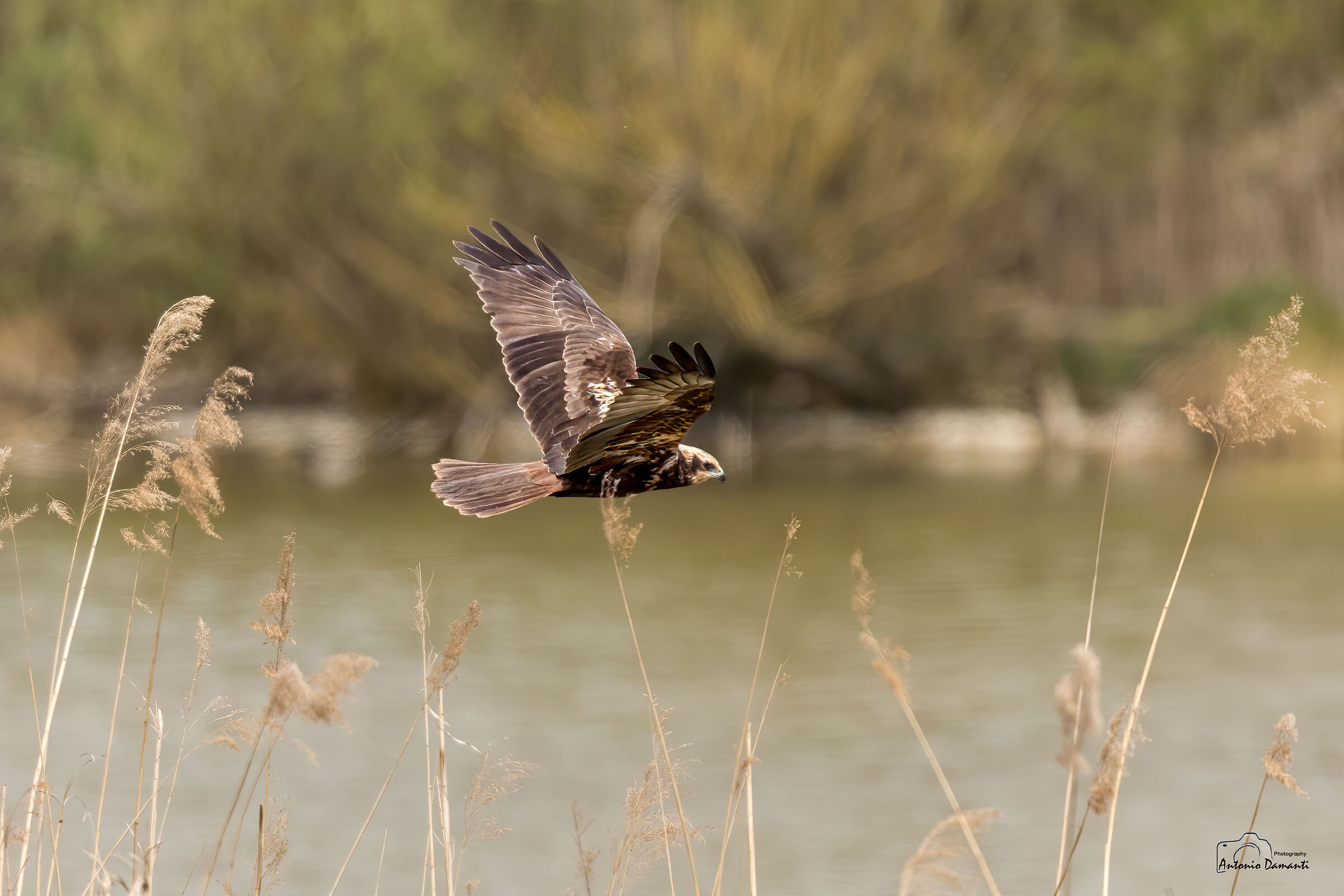 Marsh falcon