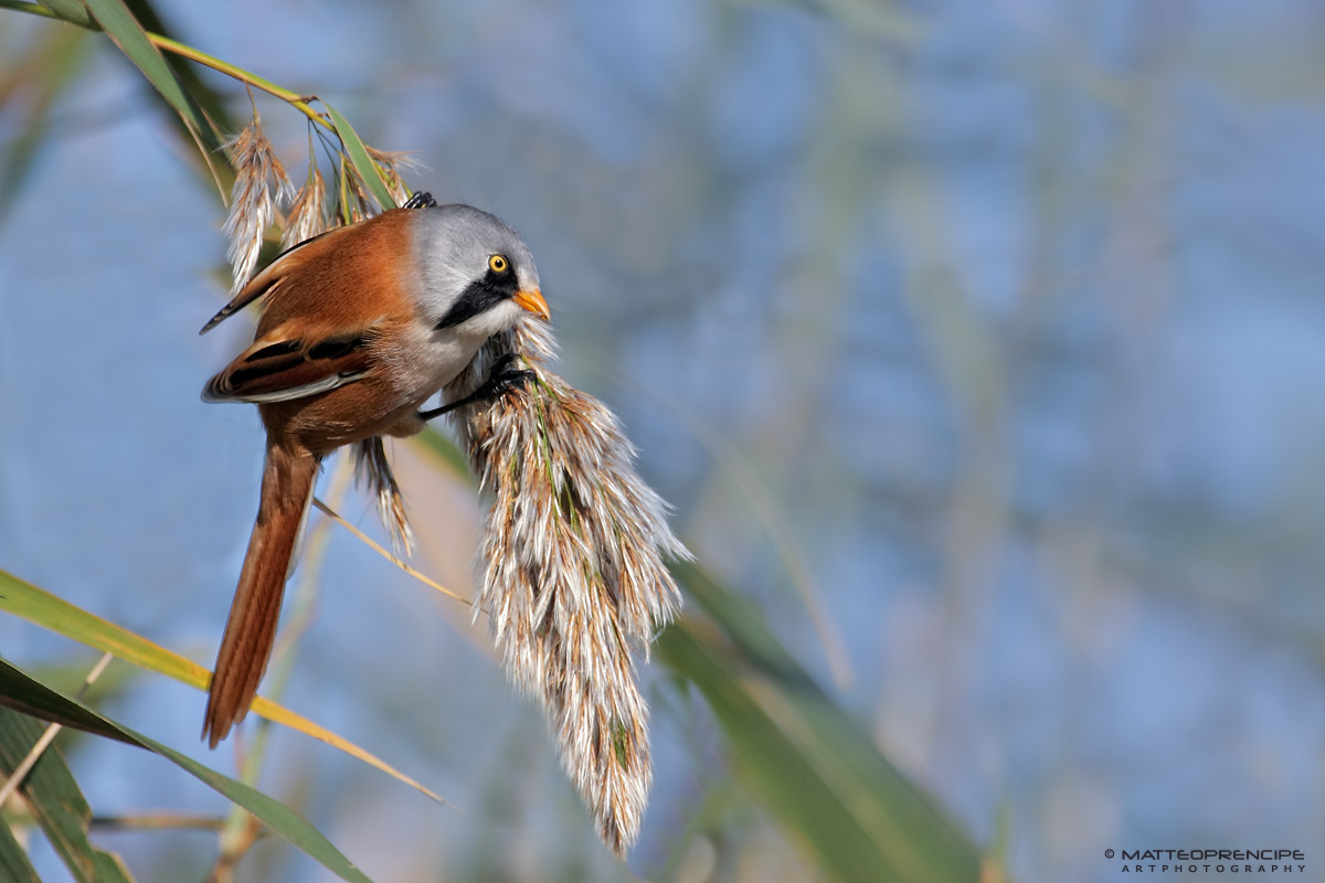 Bearded Tit