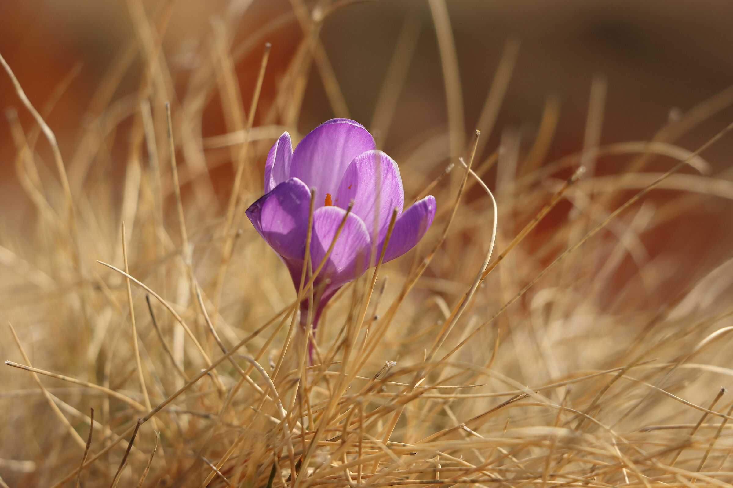 crocus di Cardeto
