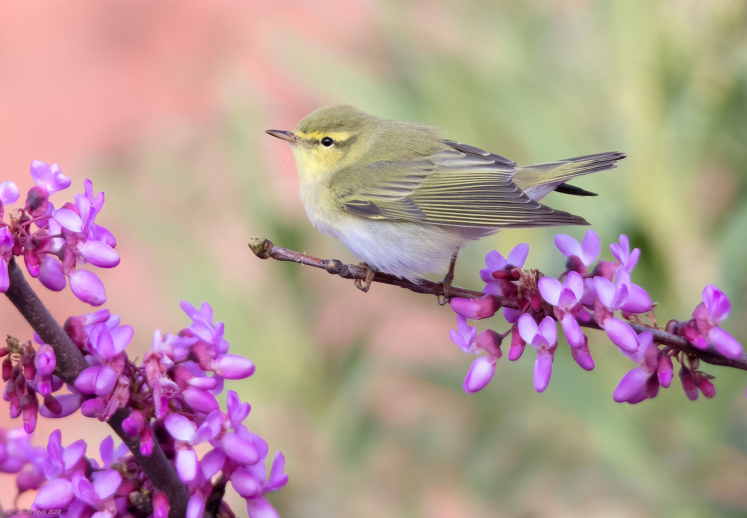 Green Wolf (Phylloscopus sibilatrix)